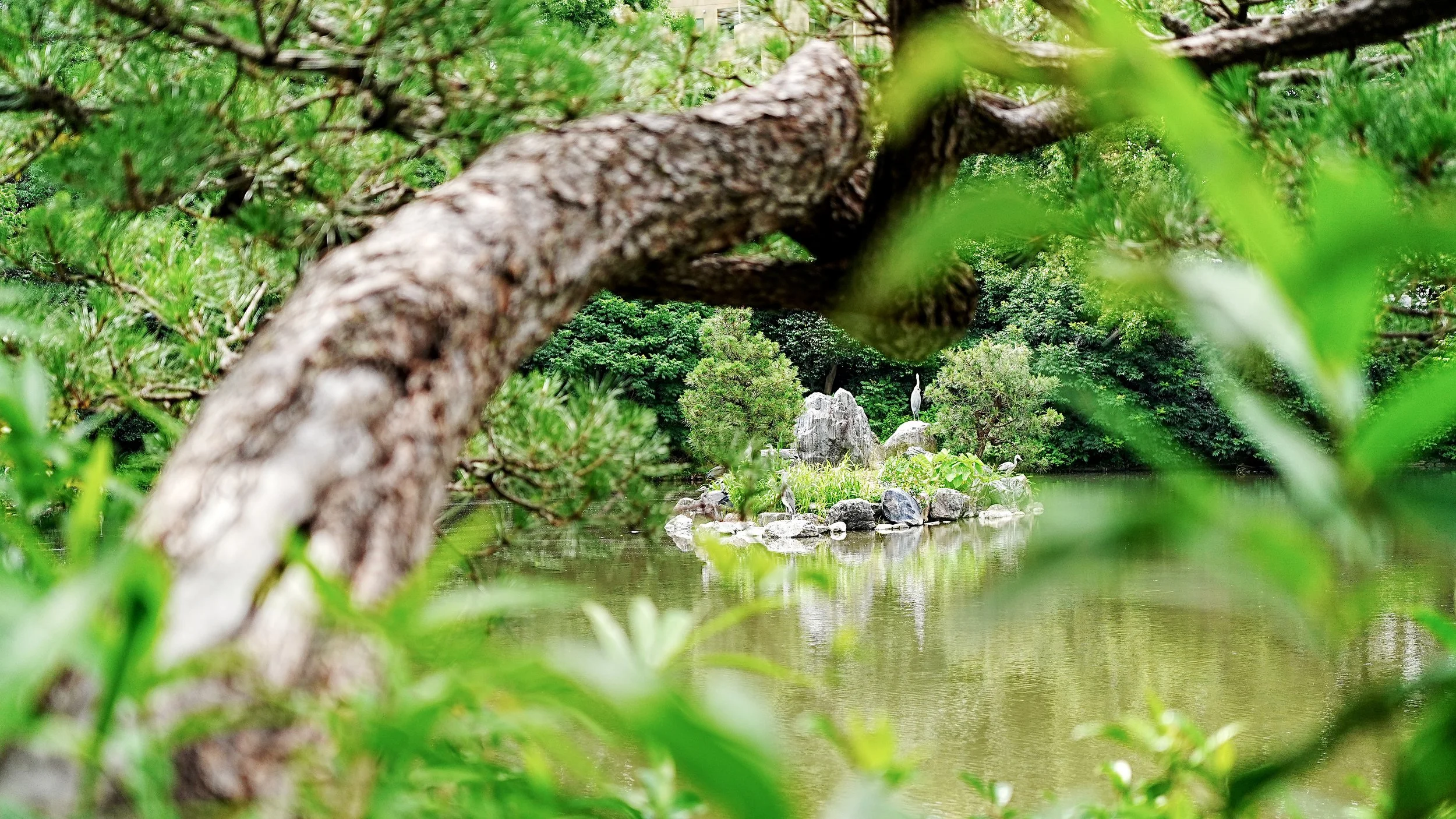 D2_KShoseienGarden_A7V01676.jpg