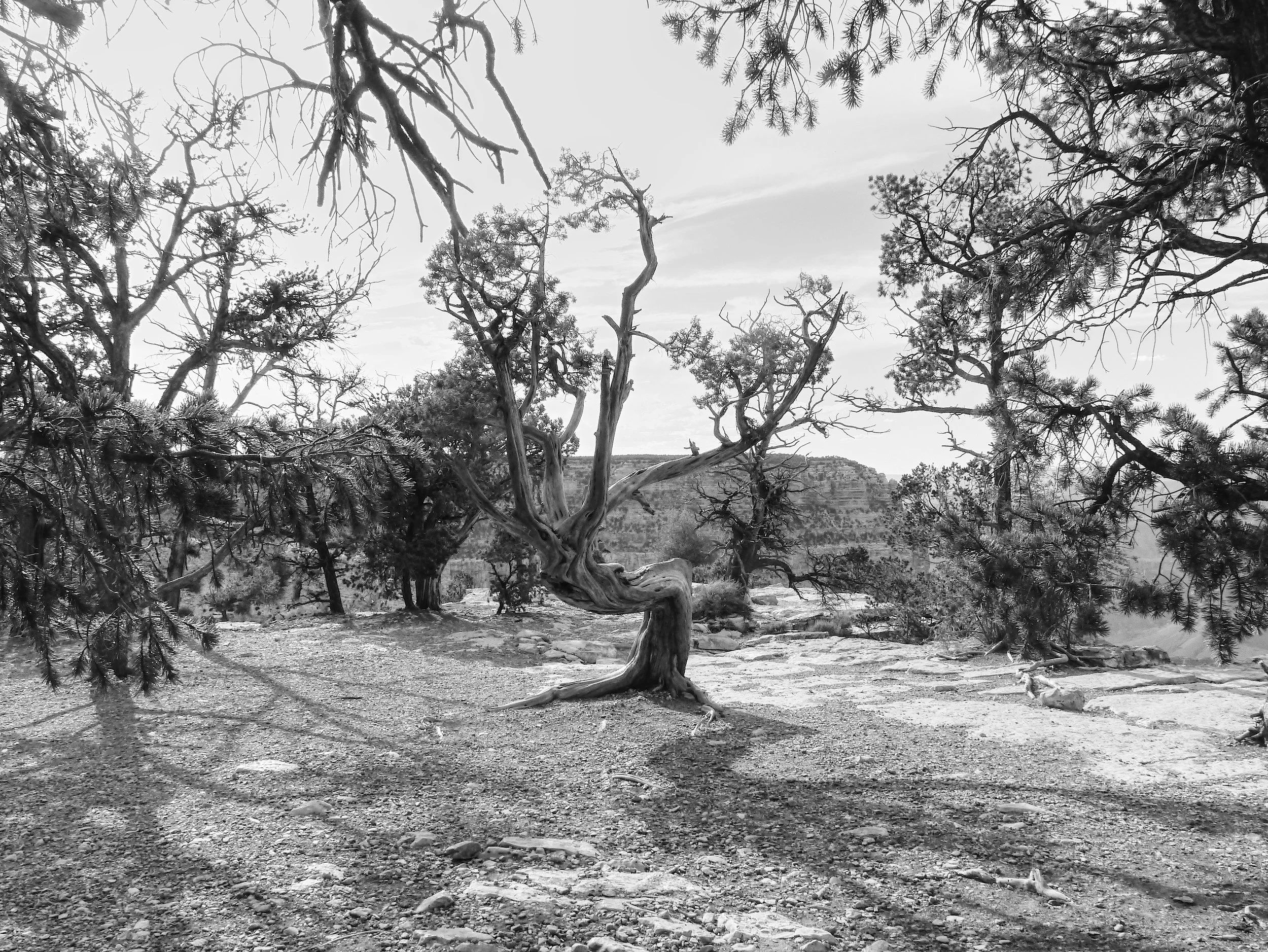 P1070362_B&WTreeGdCanyon.jpg