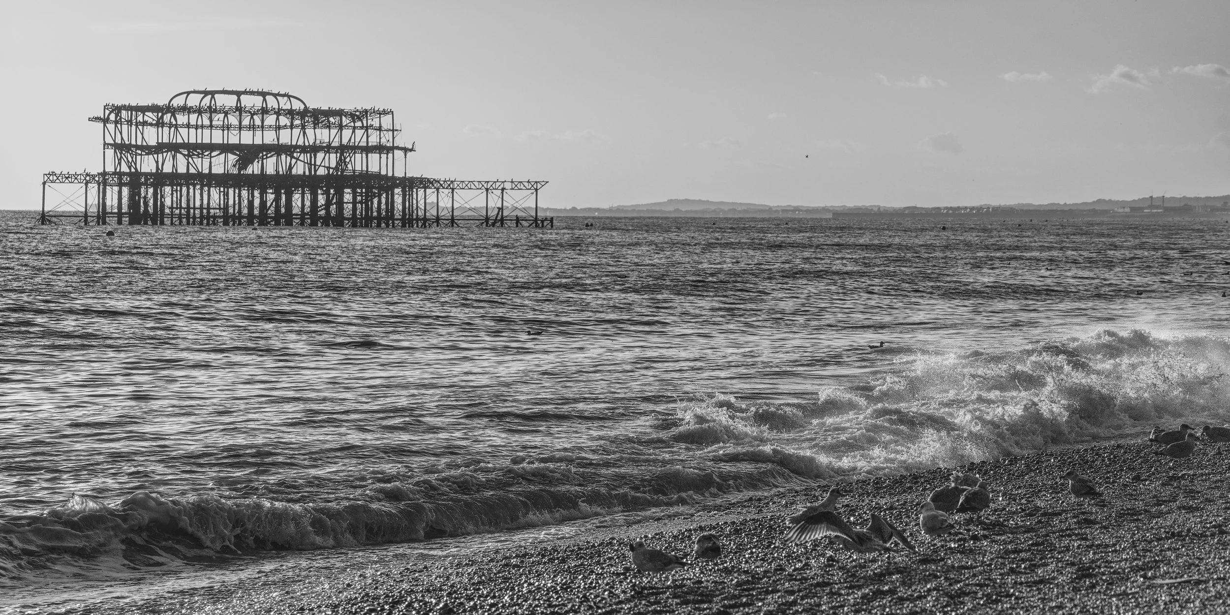 A7408217_B&WBeachBirds.jpg