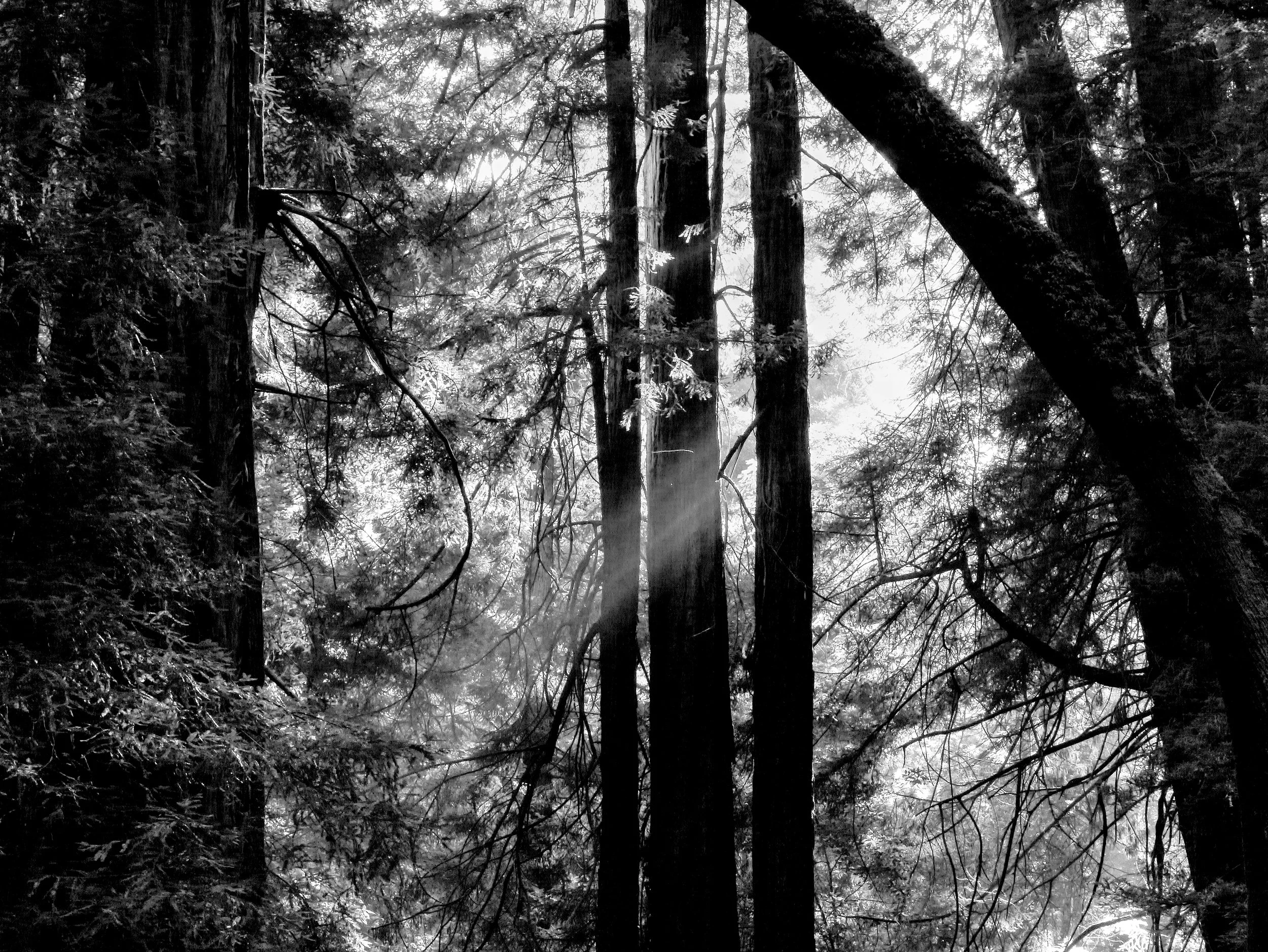 P1070214_B&WMuirwood.jpg