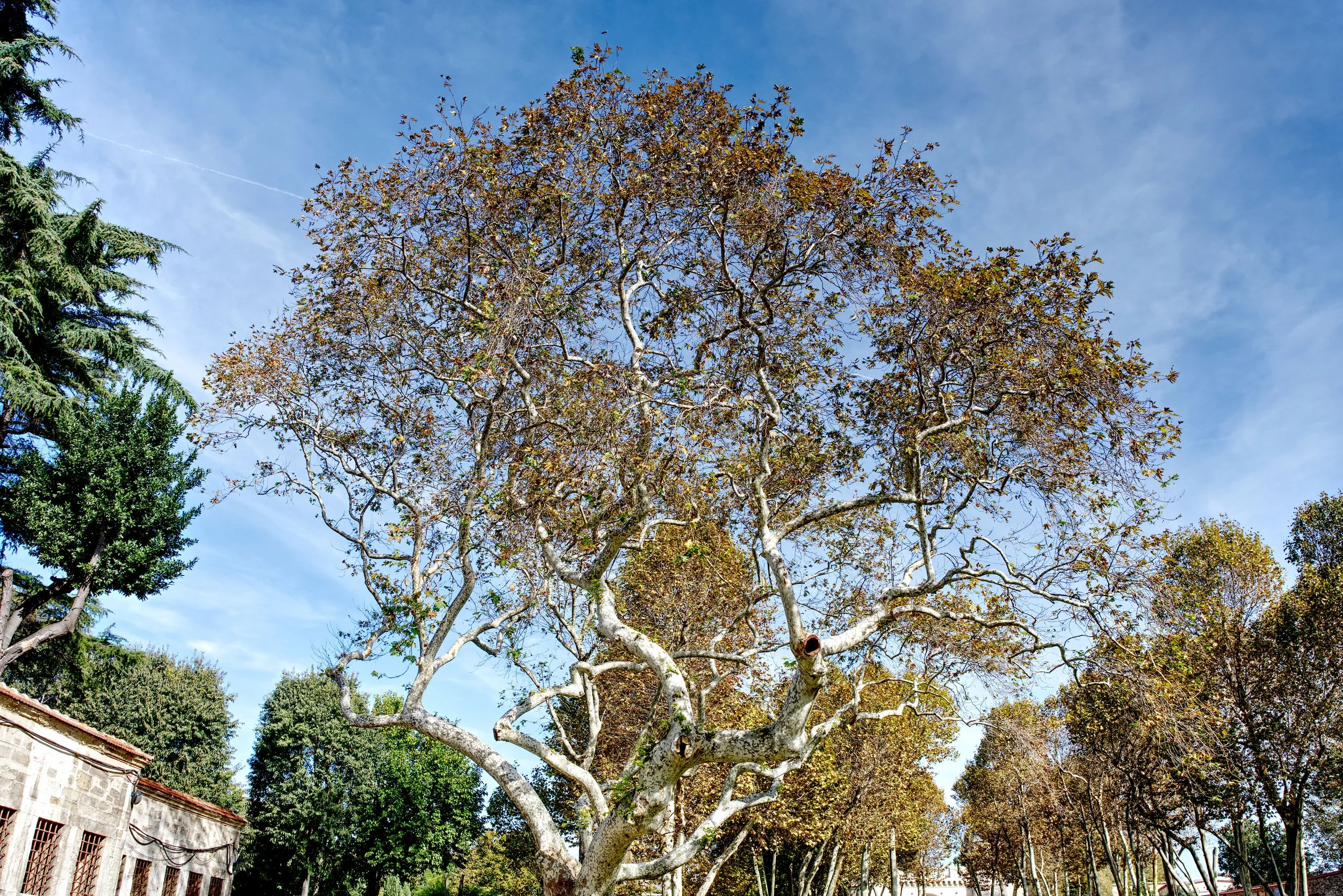 A7401408_TreeInPalace.jpg