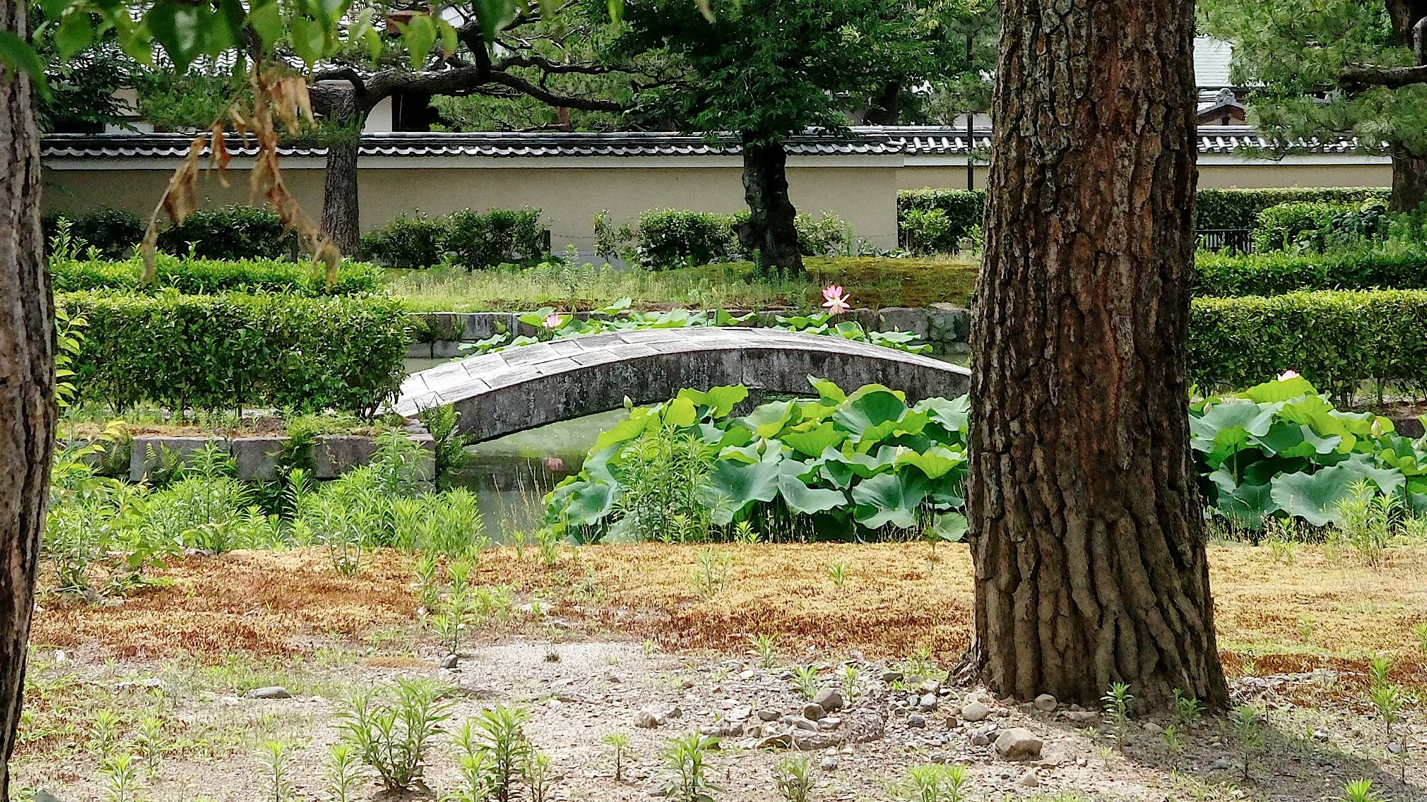 D1_KKenniji_AF131270.jpg