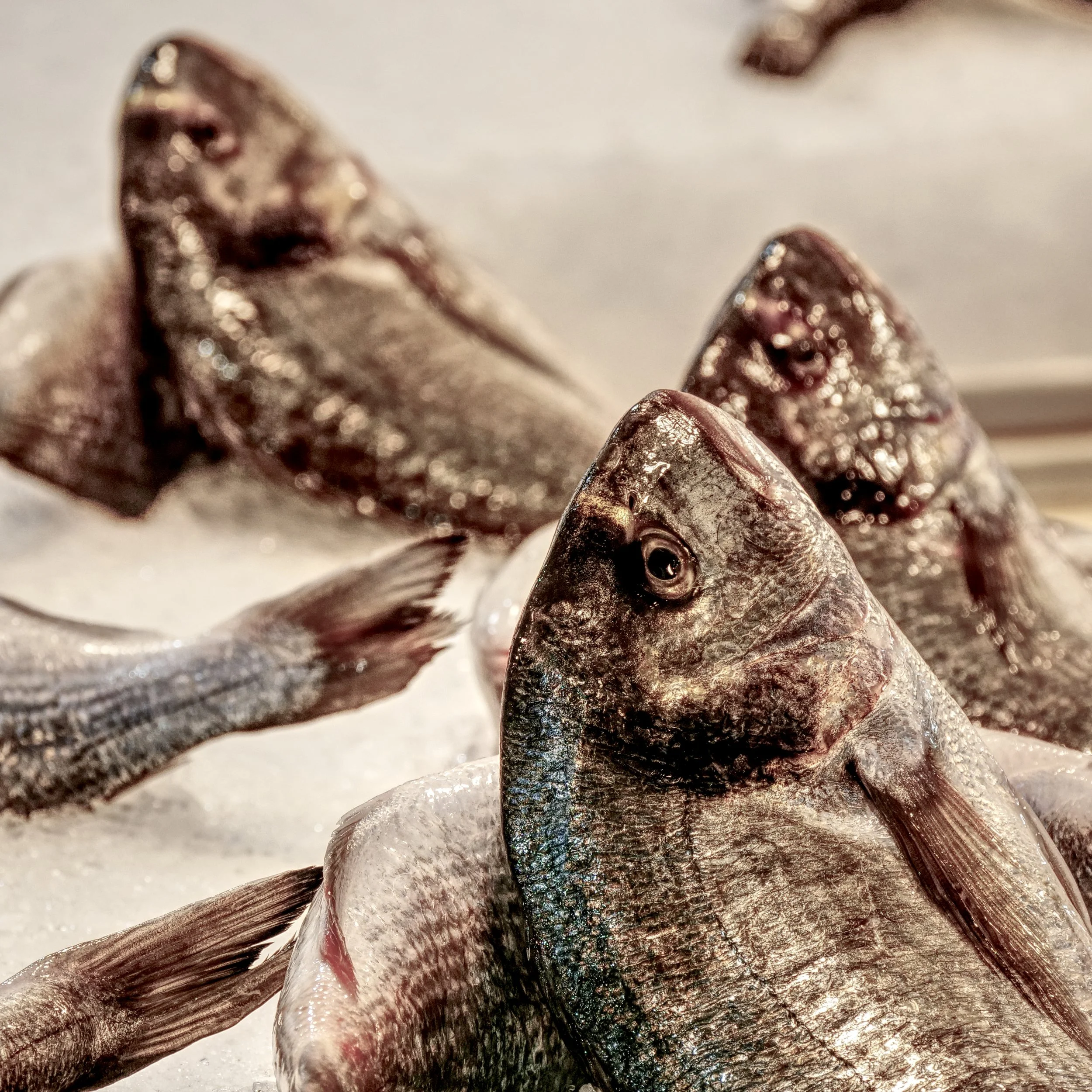 P1027389_FoodMarket.jpg
