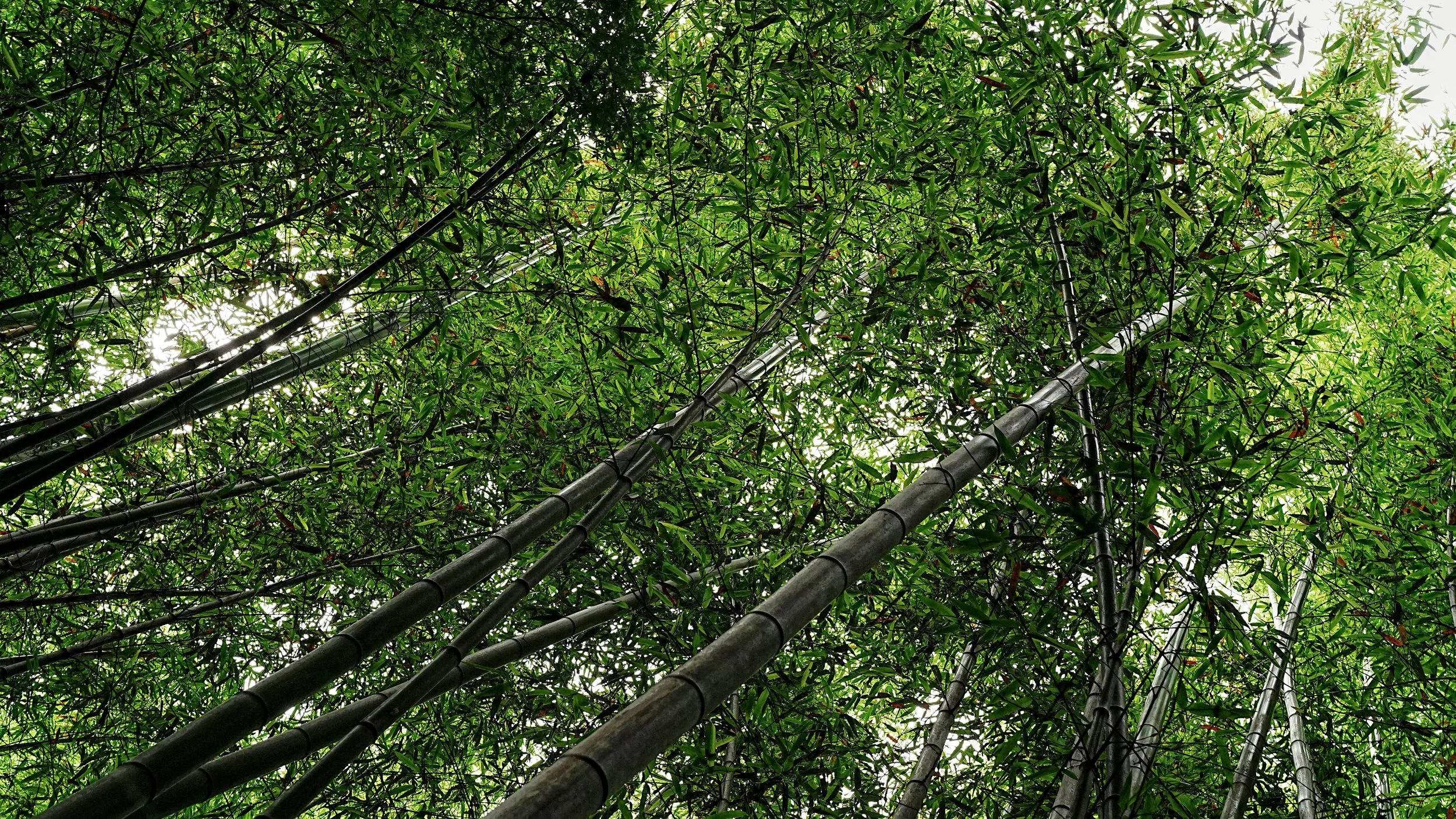 D2_KBambooForest_A7V01826.jpg
