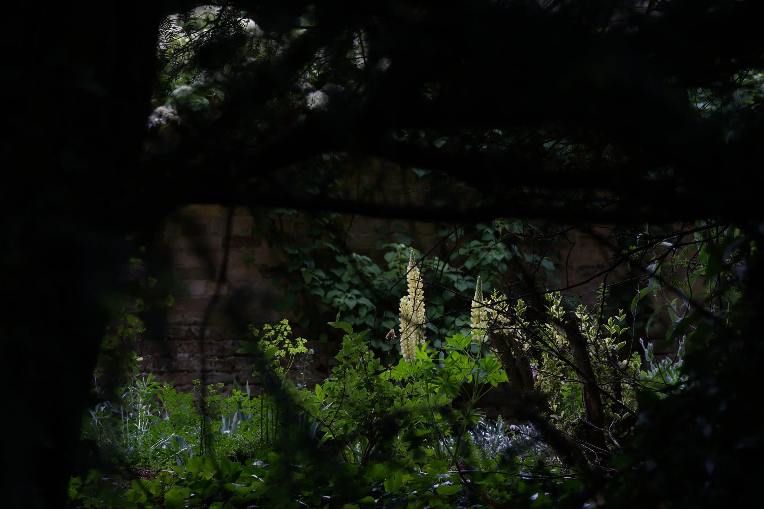 A7400841_FlowerShadow.jpg
