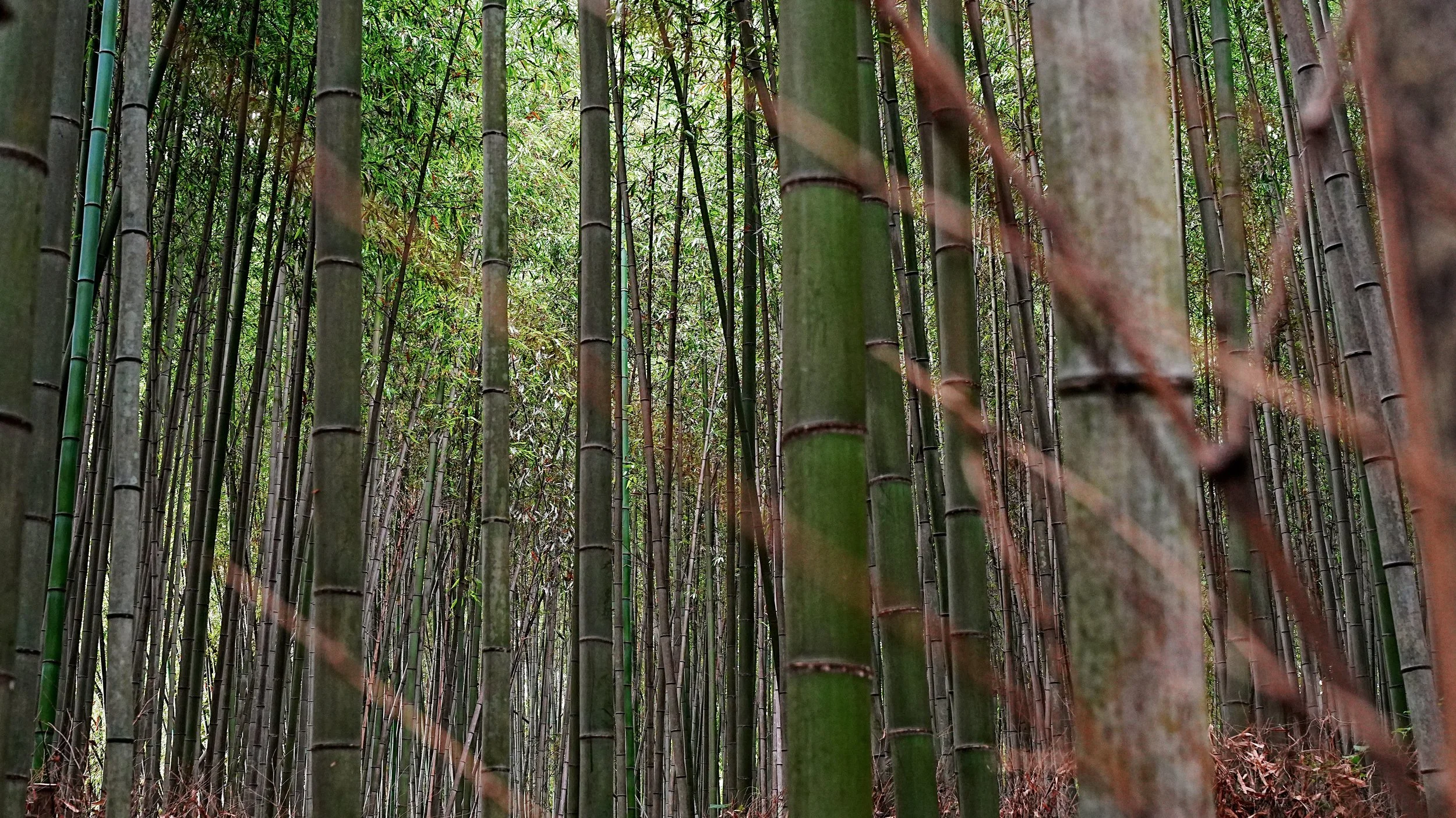 D2_KBambooForest_A7V01830.jpg
