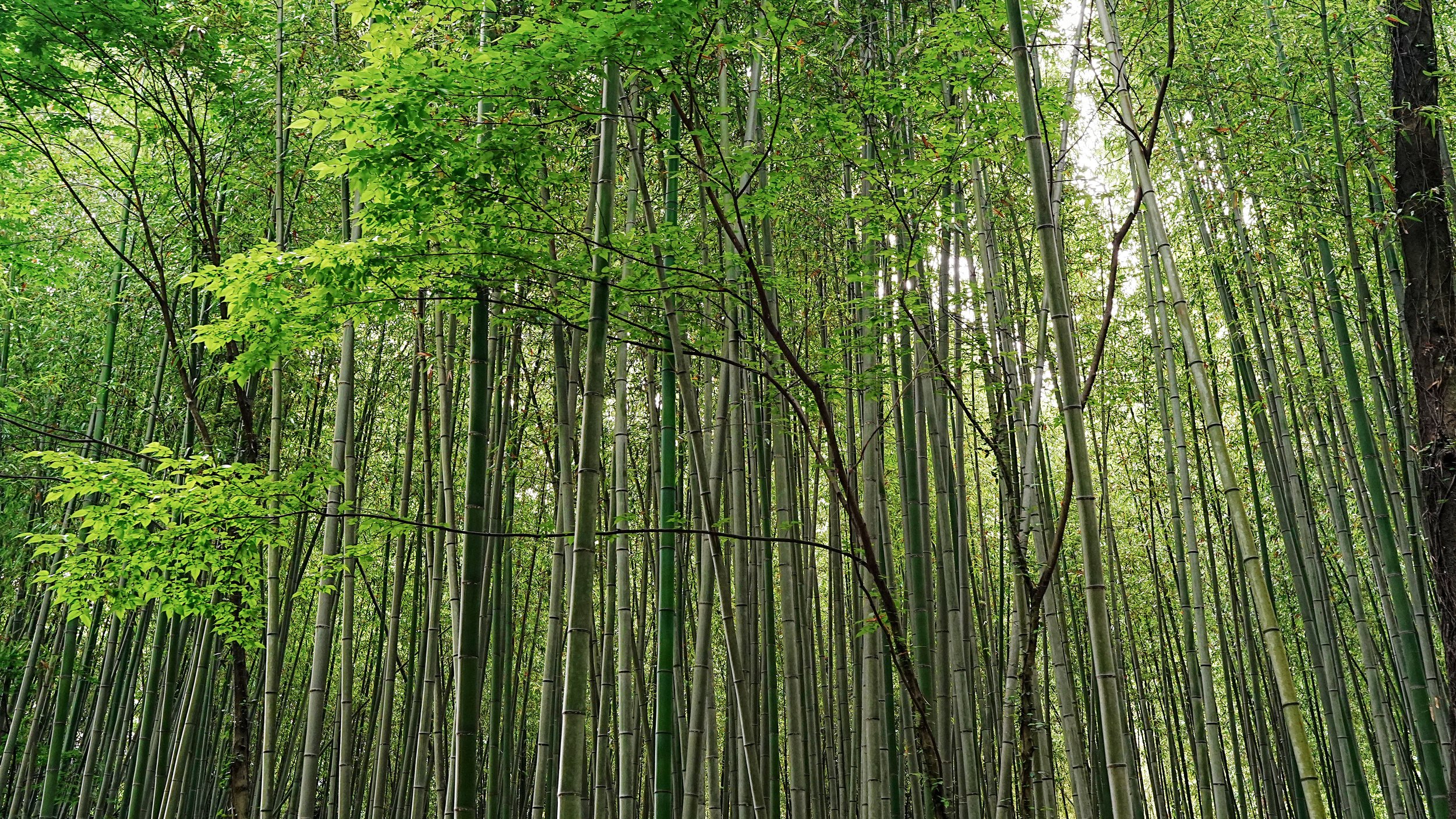 D2_KBambooForest_A7V01827.jpg