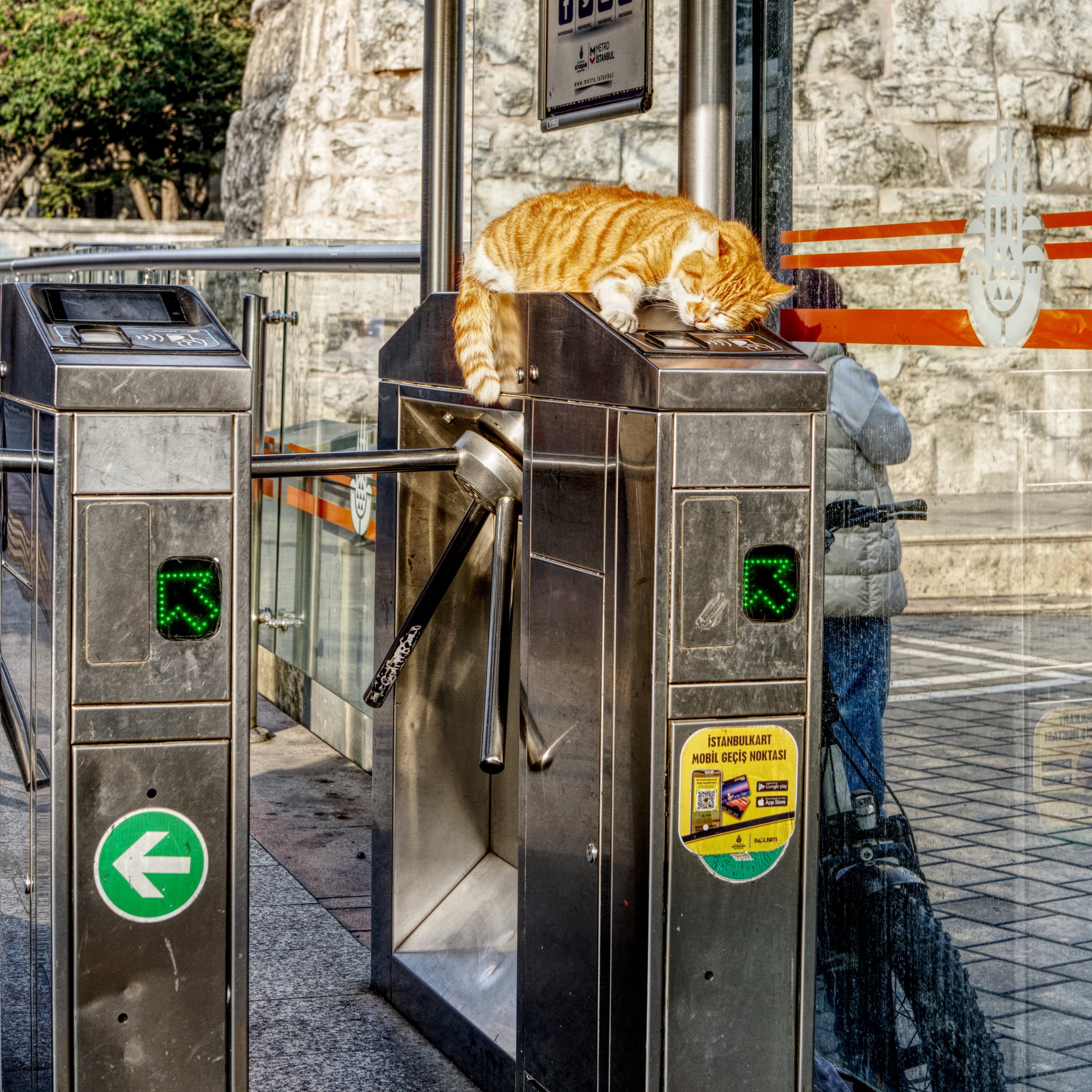 A7401417_CatTramStop.jpg