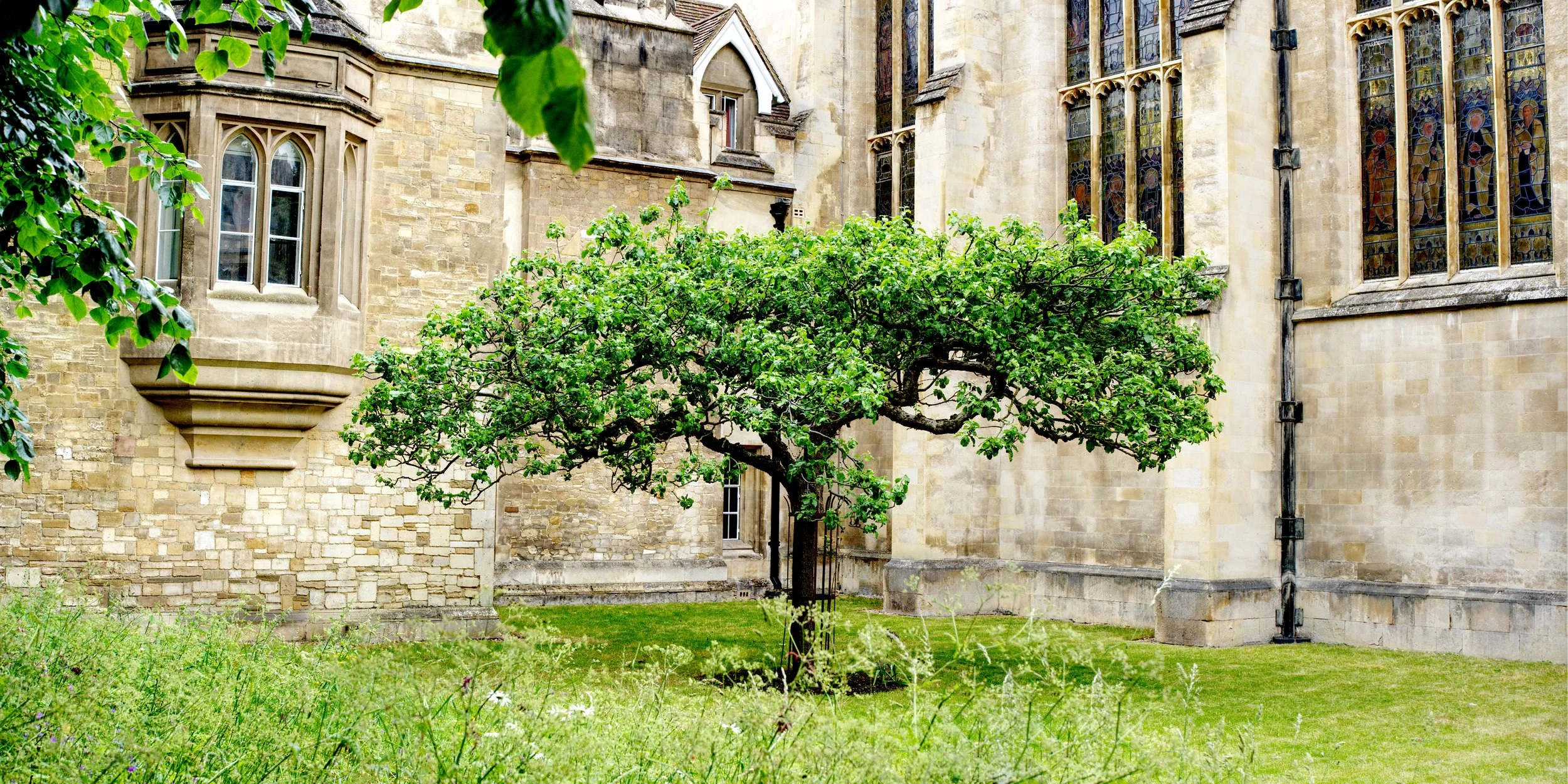 A7400832_NewtonTree.jpg