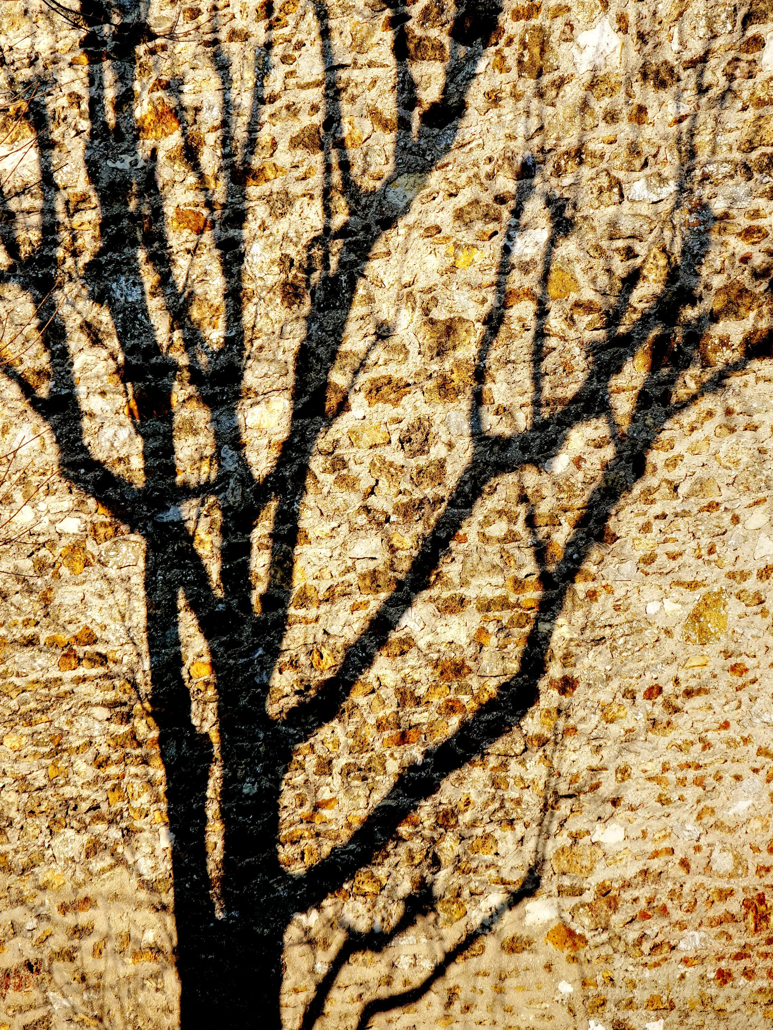 P1010710_TreeShadow.jpg