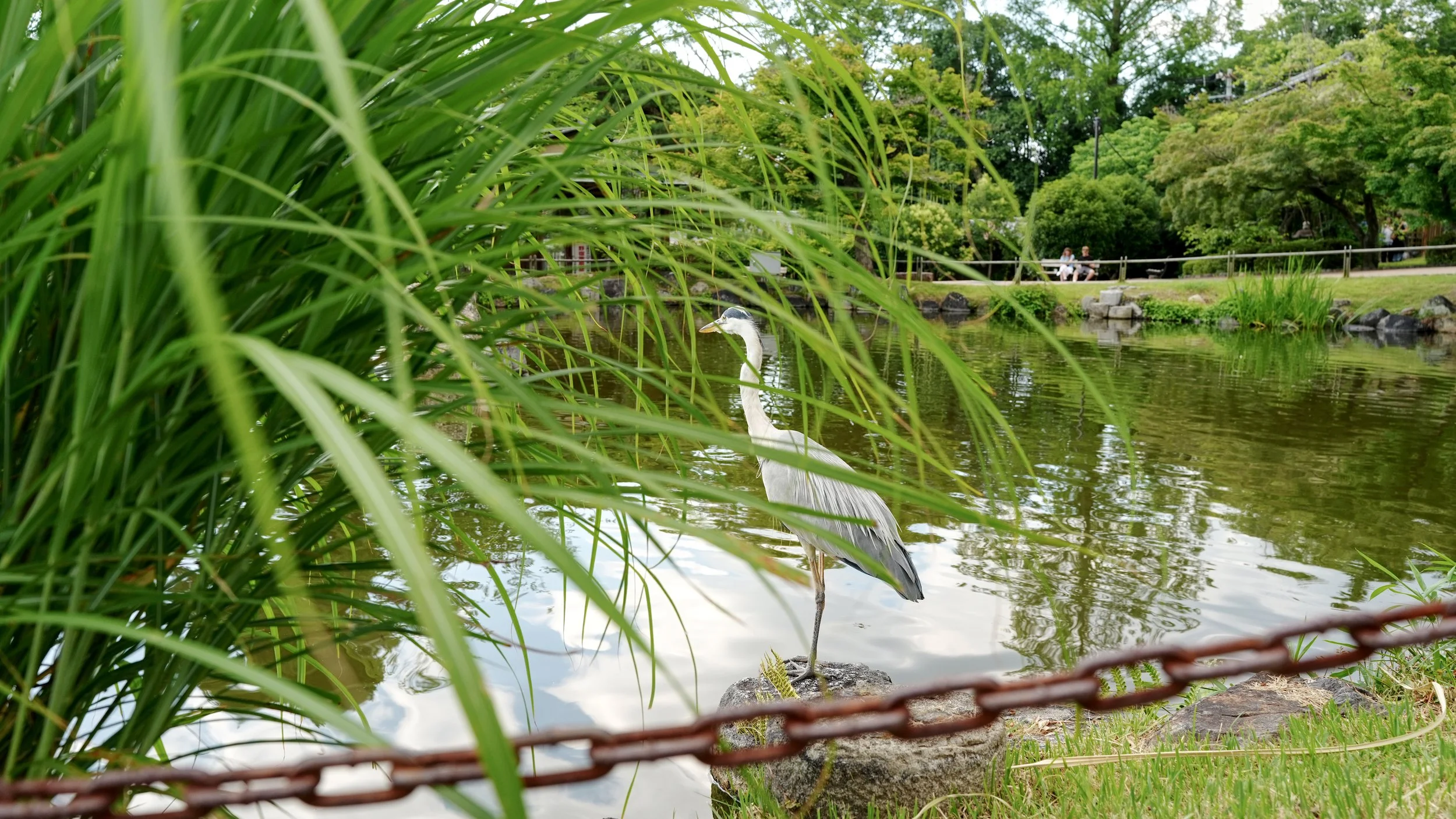 D1_KMaruyamaPark_A7V01521.jpg