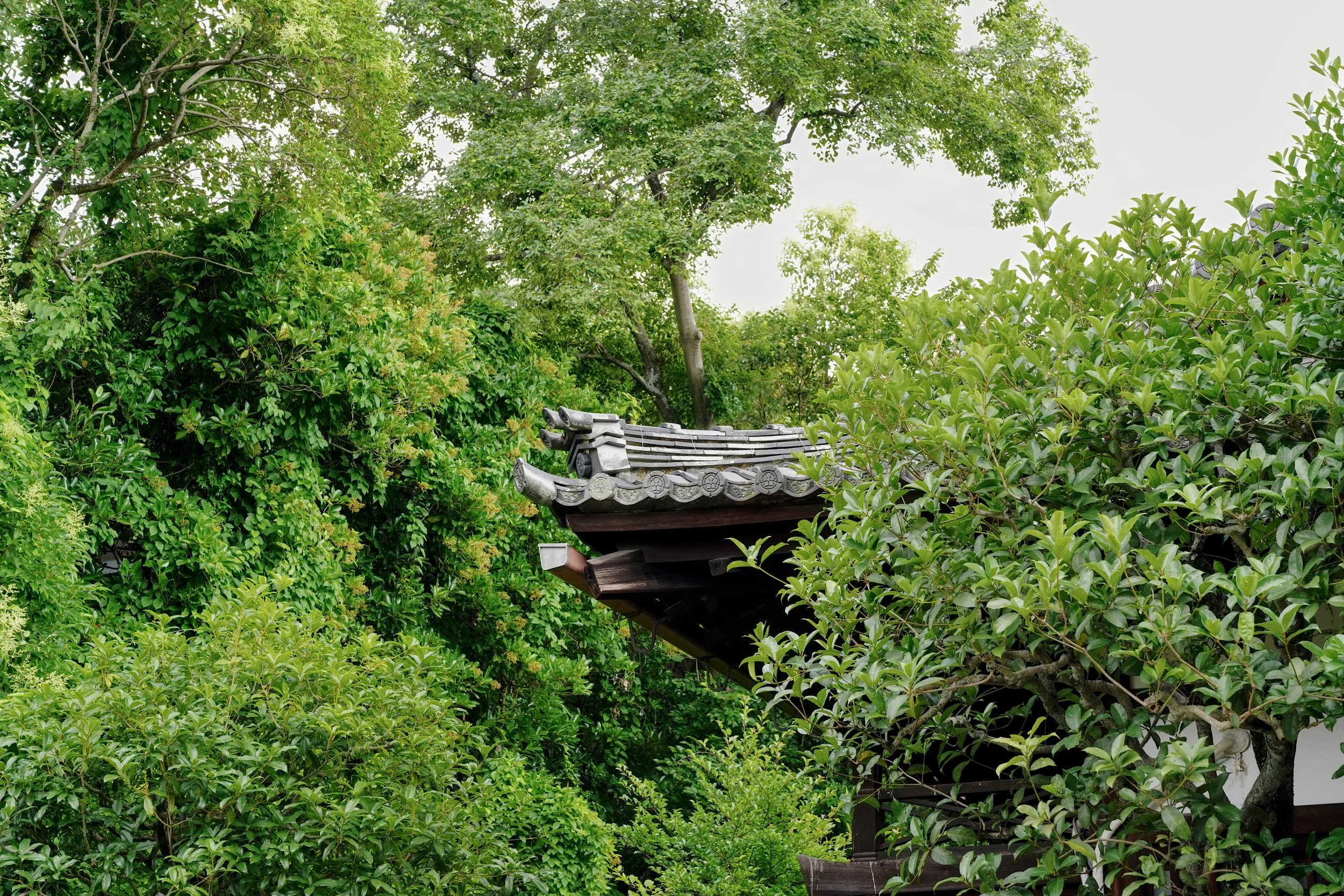 D1_KYasaka_A7V01509.jpg