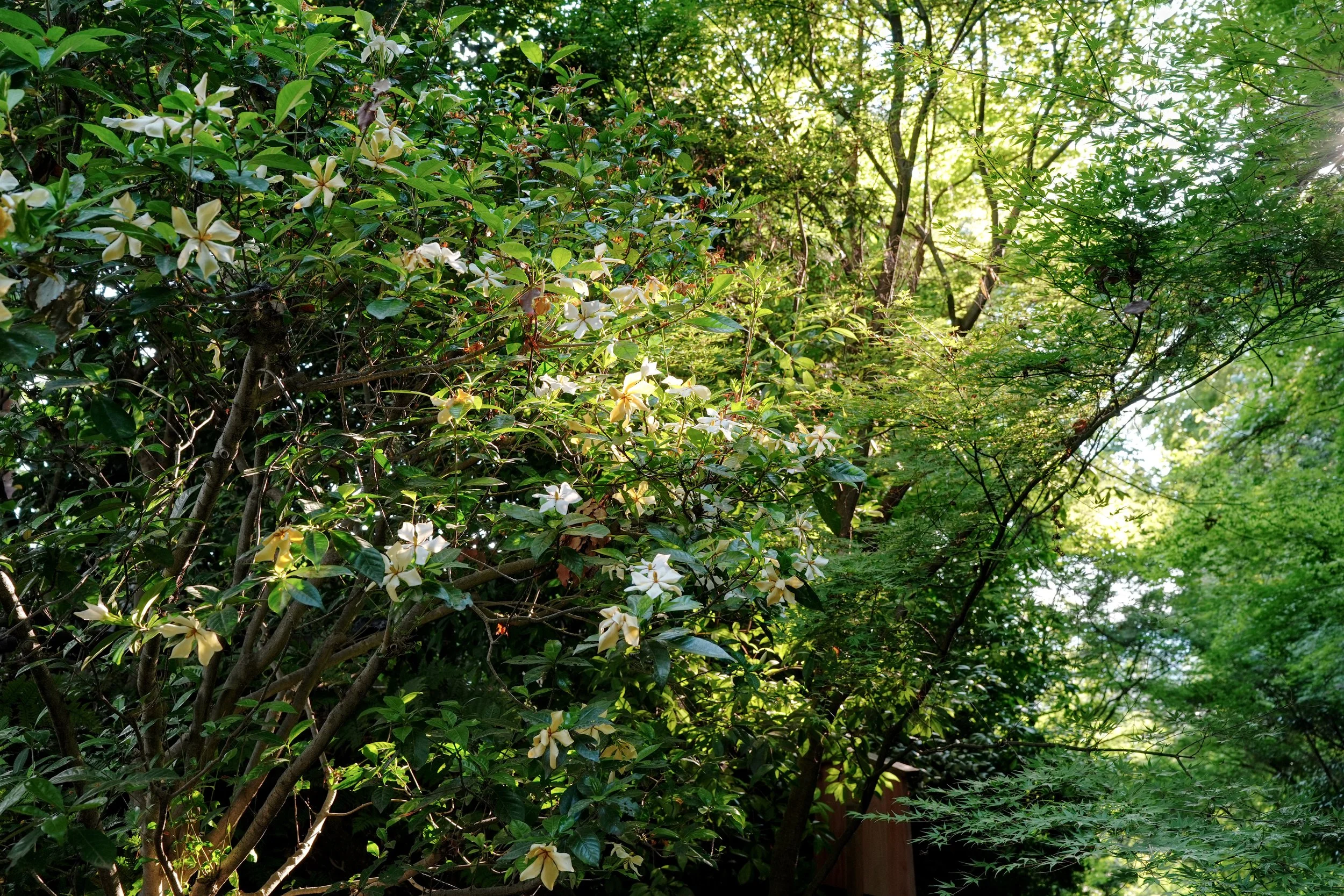 D1_KNature_A7V01562.jpg