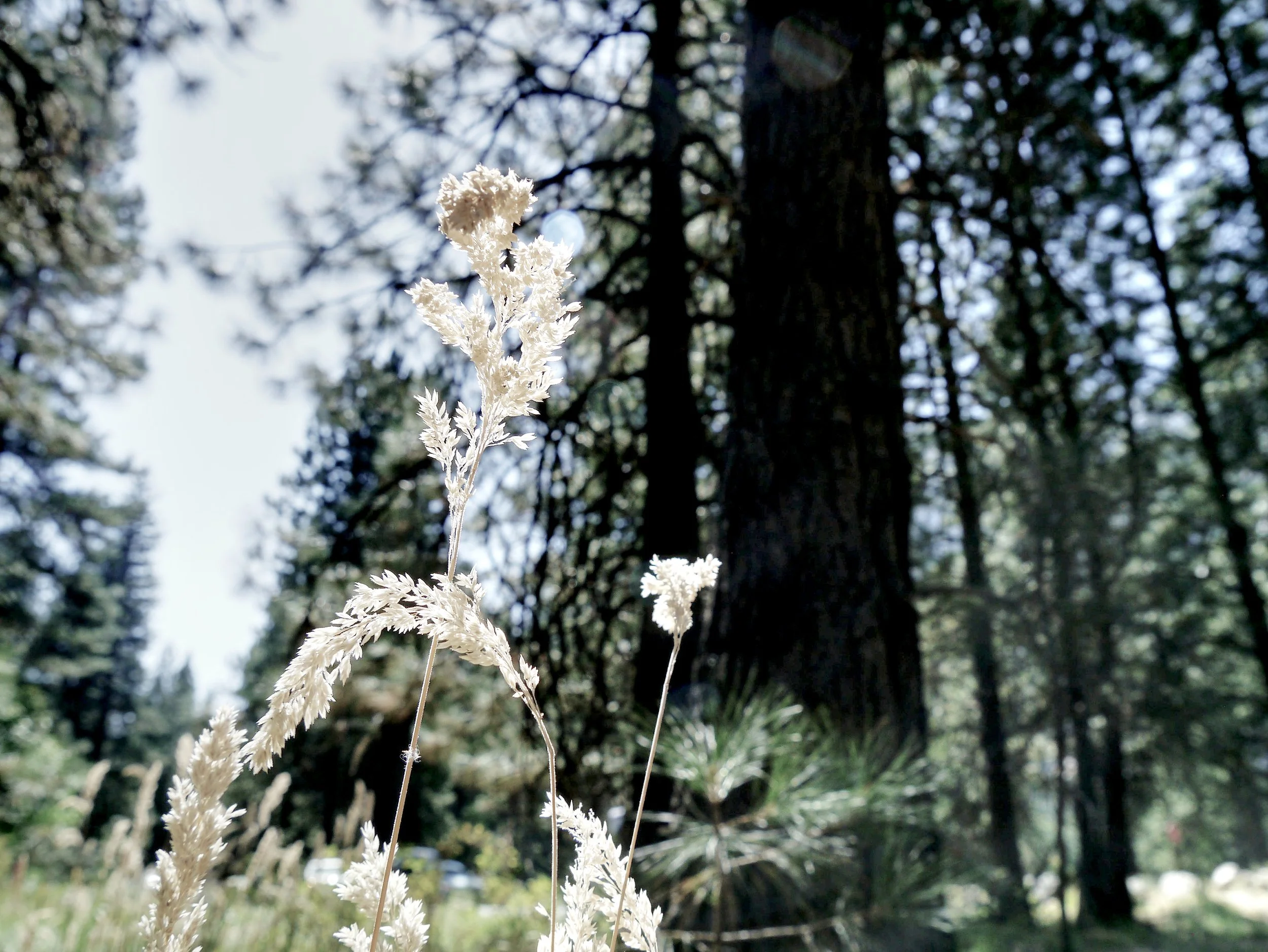 P1070100_YosemiteGrass.jpg