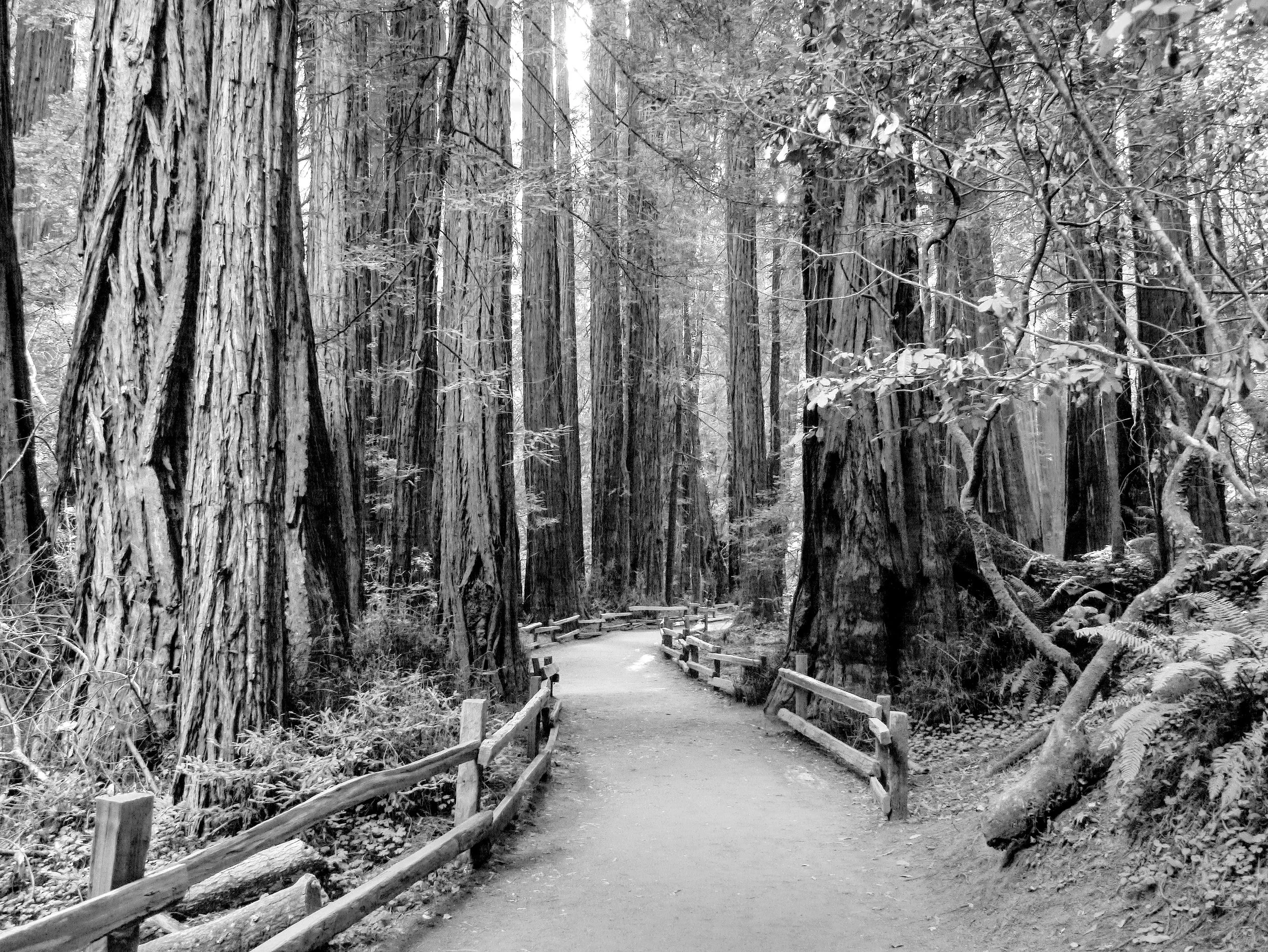 P1070215_B&WMuirWood.jpg