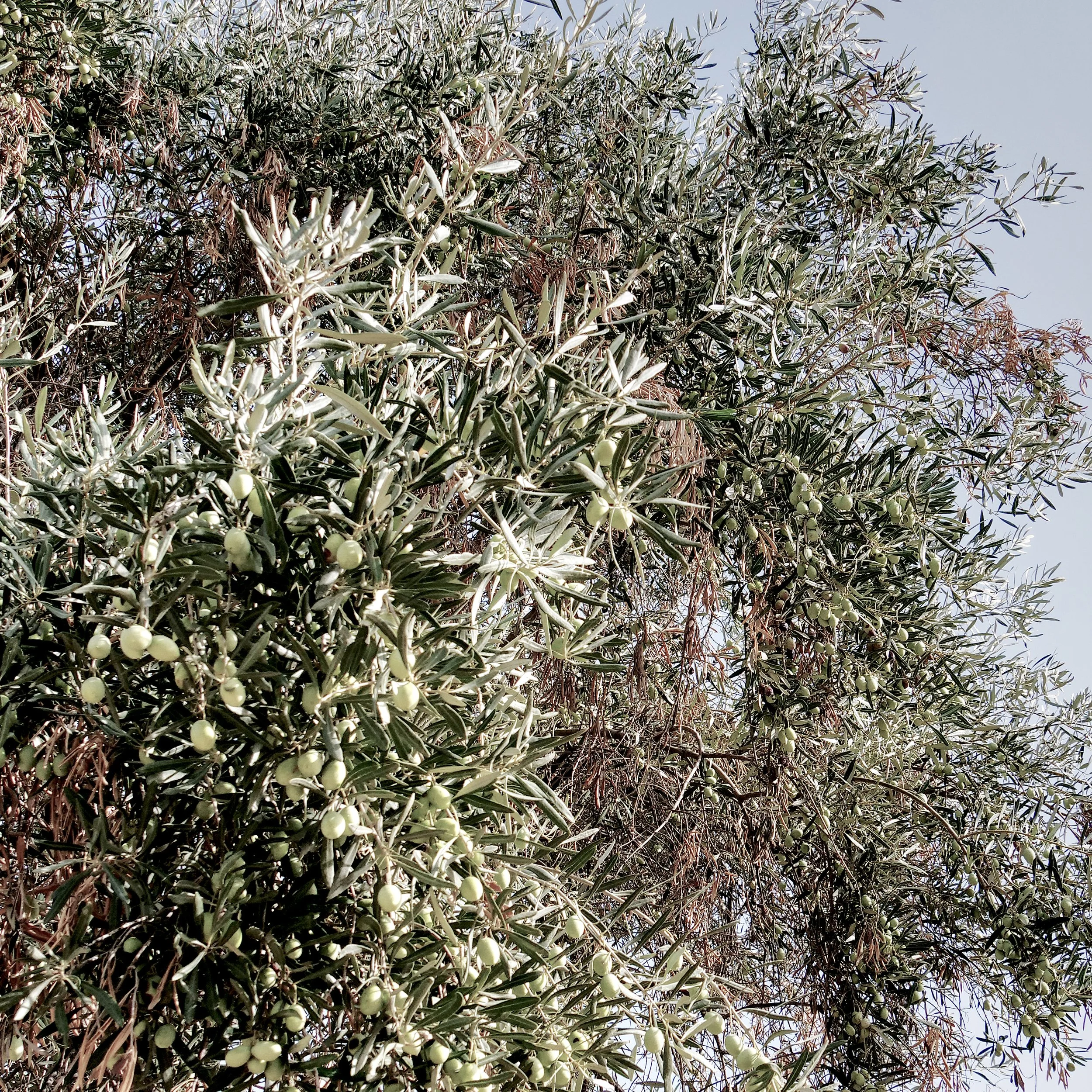 P1016891_OliveTree.jpg