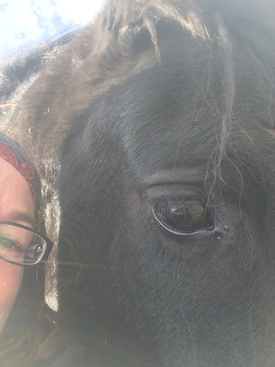 Close-up of a person's face and a black horse's face, showing the person's glasses and part of their head alongside the horse's eye and mane.
