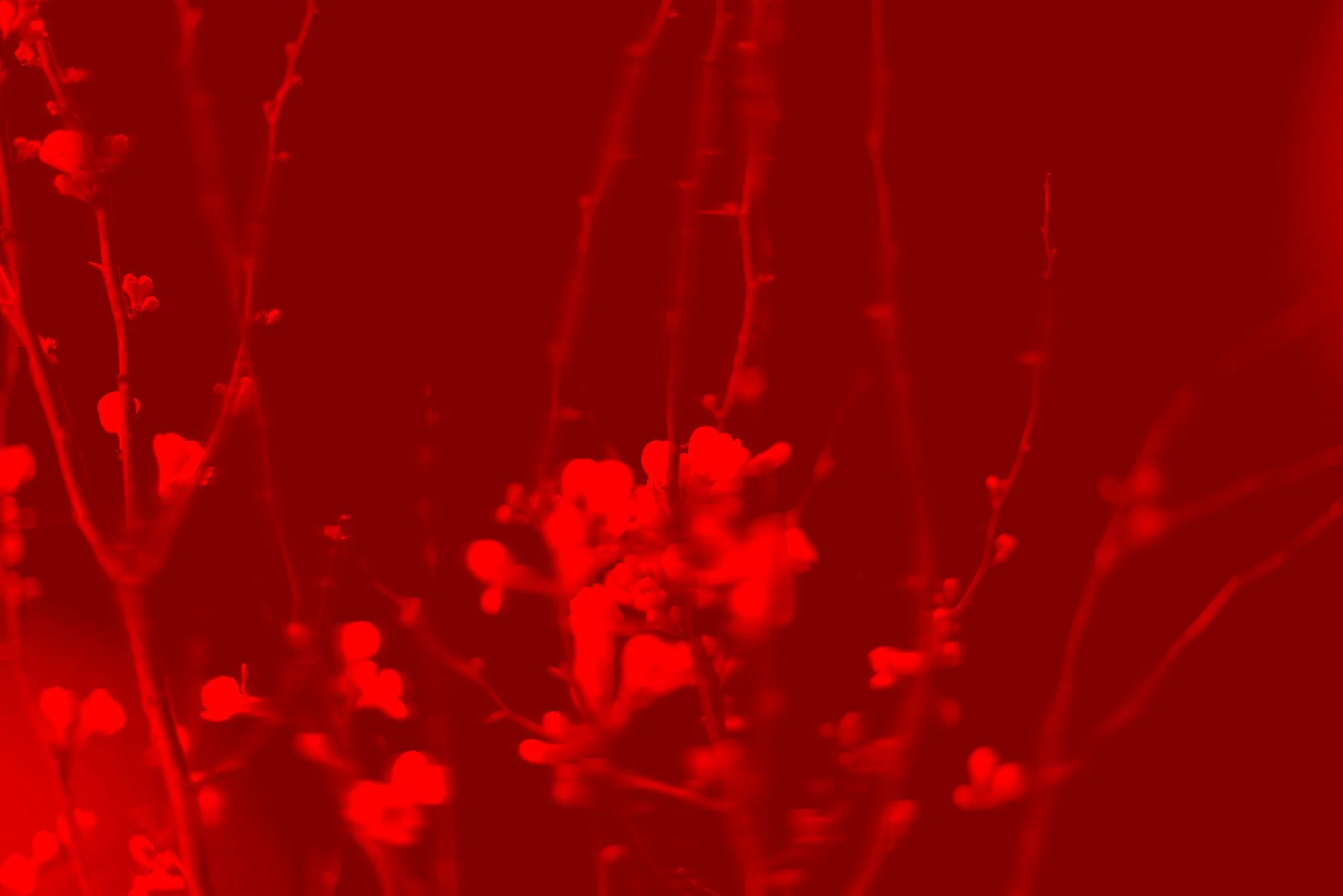 Rote Blumenstängel und Blüten, künstlerisch verstärkt in roter Farbe.