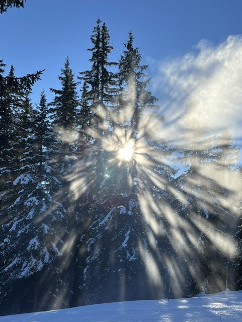 Soleil brillant traversant des arbres enneigés en montagne, à Chamonix