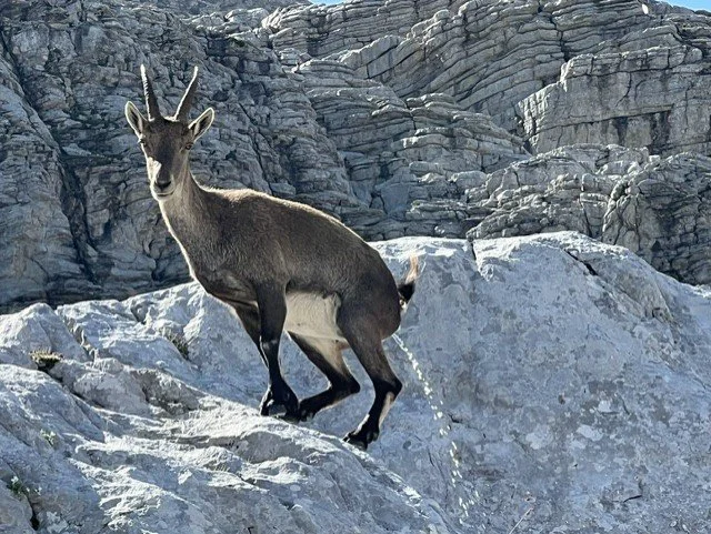 Chèvre de montagne perchée sur une roche dans un paysage rocheux montagneux, près de Chamonix