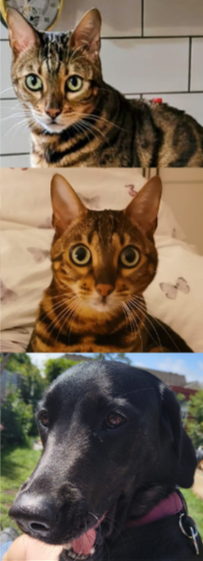 Leila's Goldador and two Bengals
