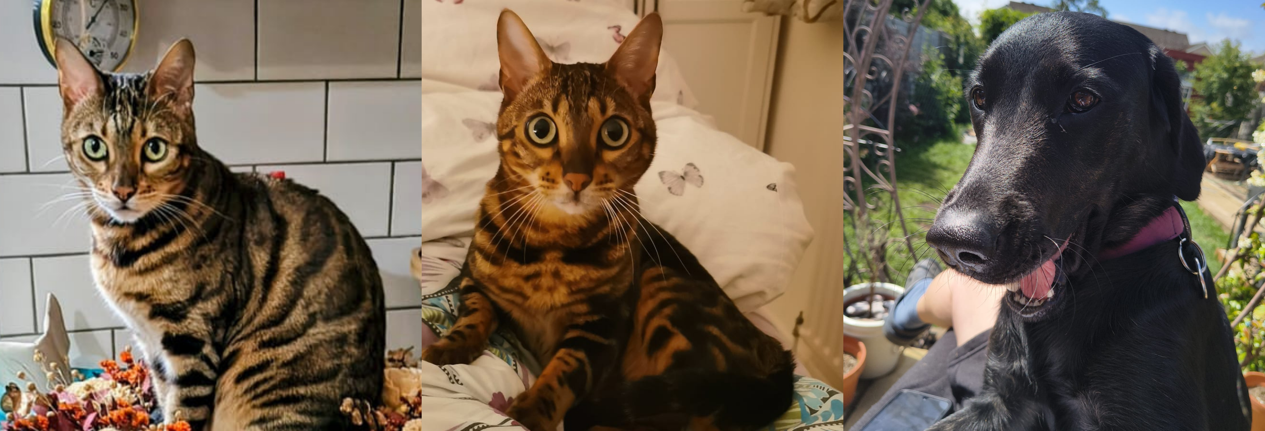 Leila's Goldador and two Bengals