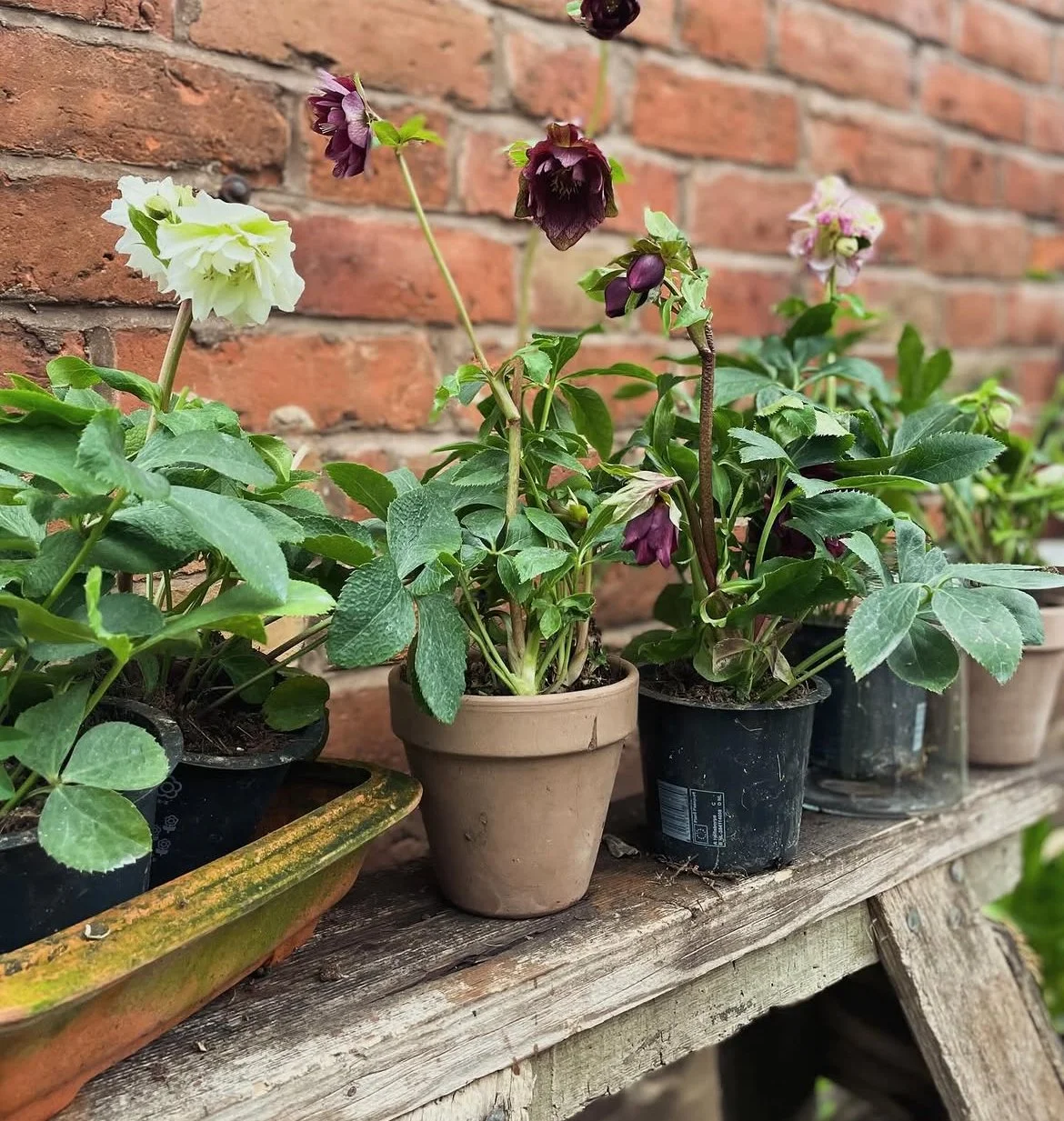 Flowering potted plants on a wooden shelf against a brick wall. The plants have green leaves and various colored blossoms, including white, dark purple, and pale pink.