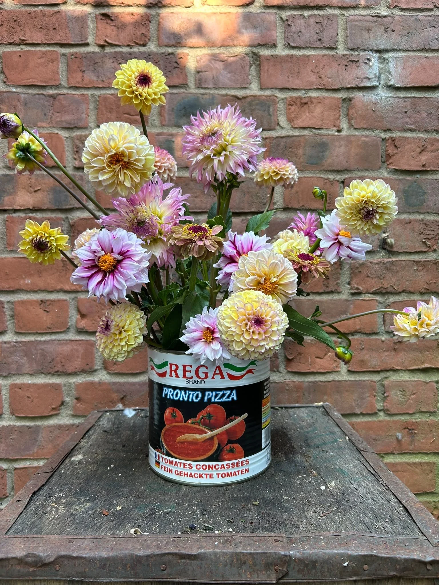 Arrangement of pink and yellow dahlias in a reused tomato can against a brick wall.