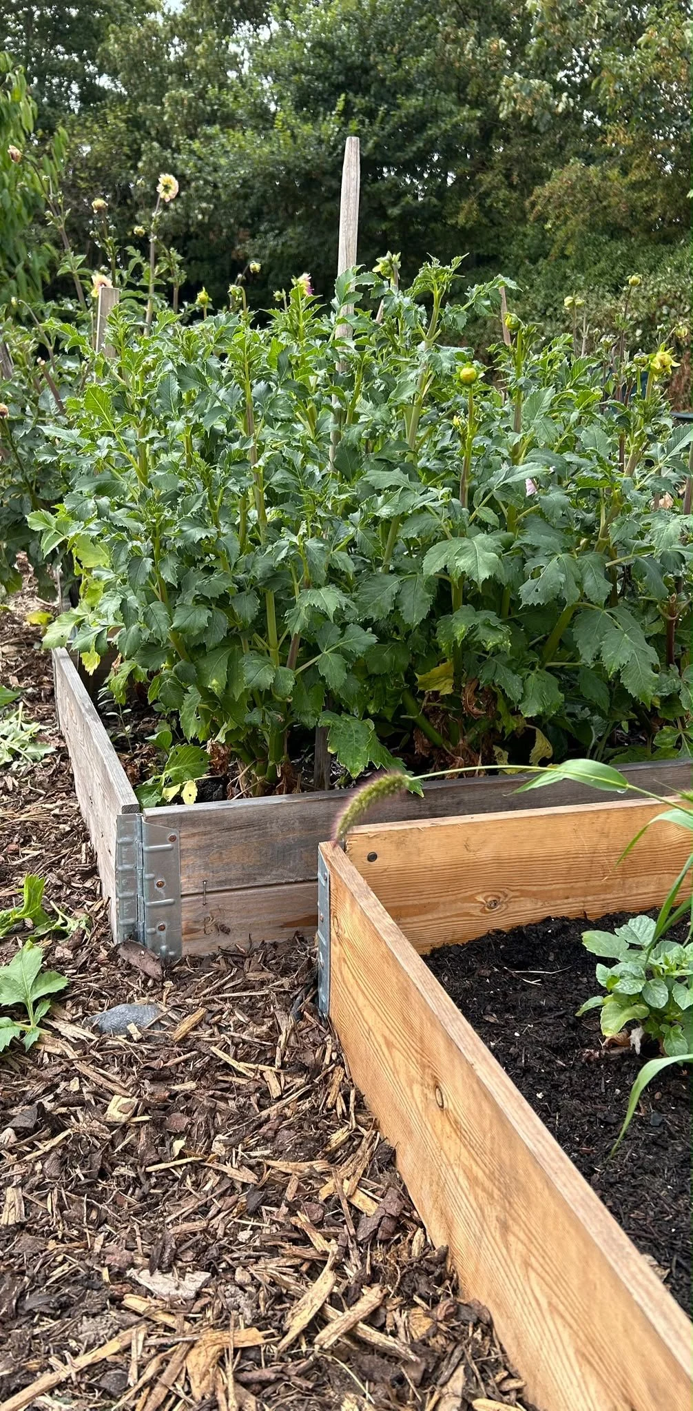 Garden bed with green hollyhock plants and a wooden border, surrounded by mulch, with trees in the background.