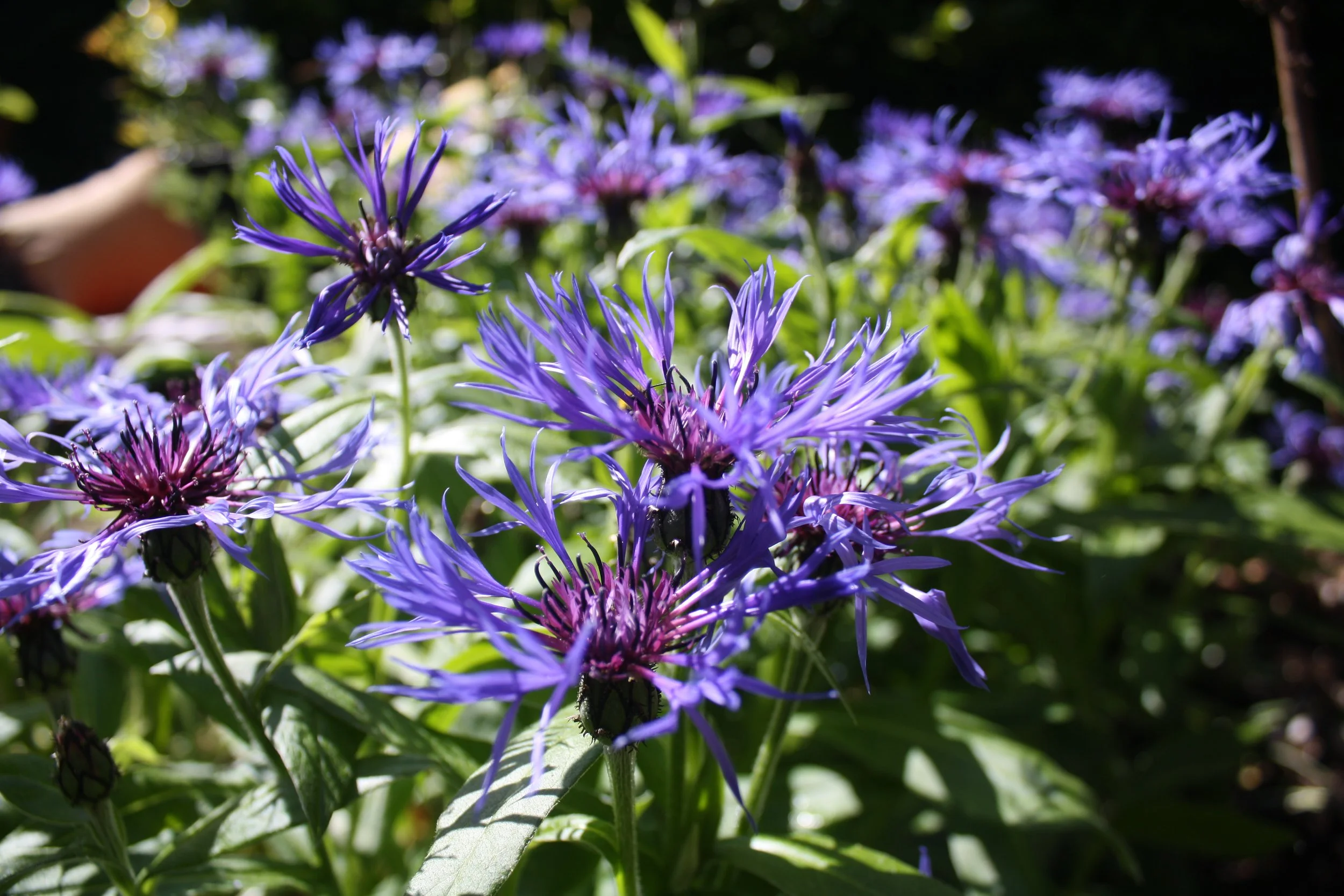 Close-up of purple and blue flowers with green leaves and a dark background.