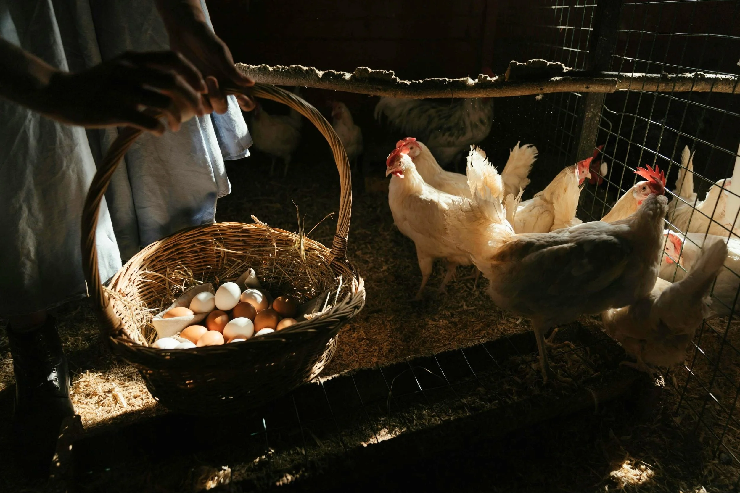 A person holding a basket of eggs near a chicken coop with several chickens inside.