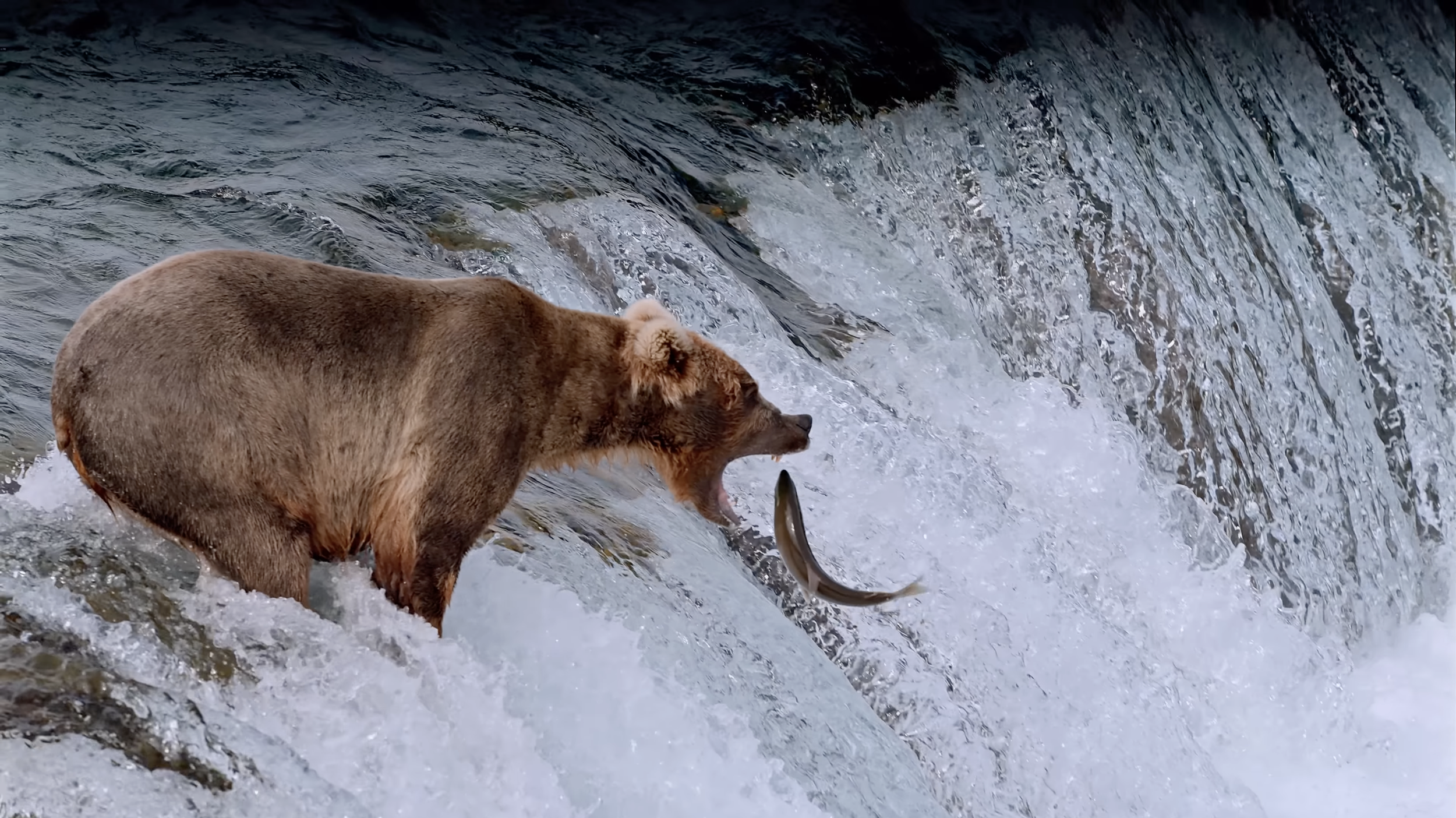 National Parks Adventure | IMAX