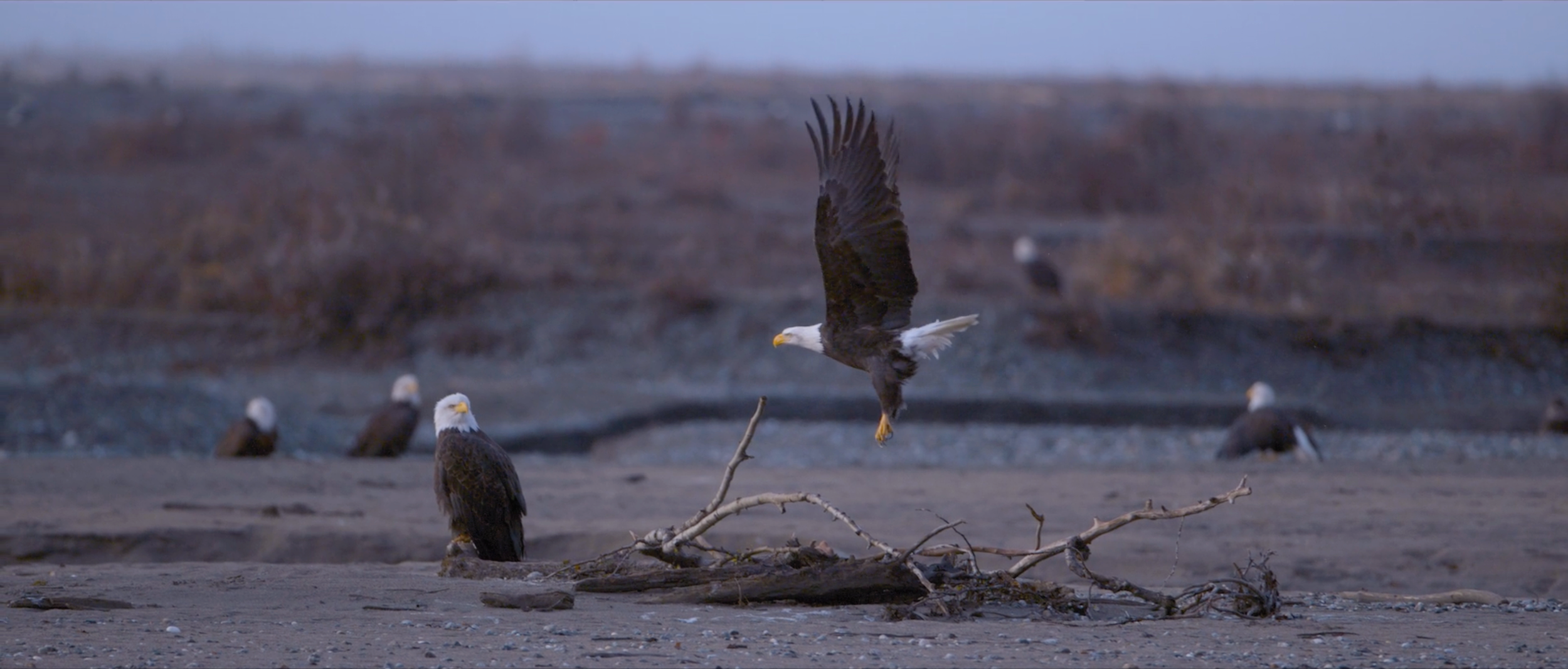 Eagles Documentary | Alaska