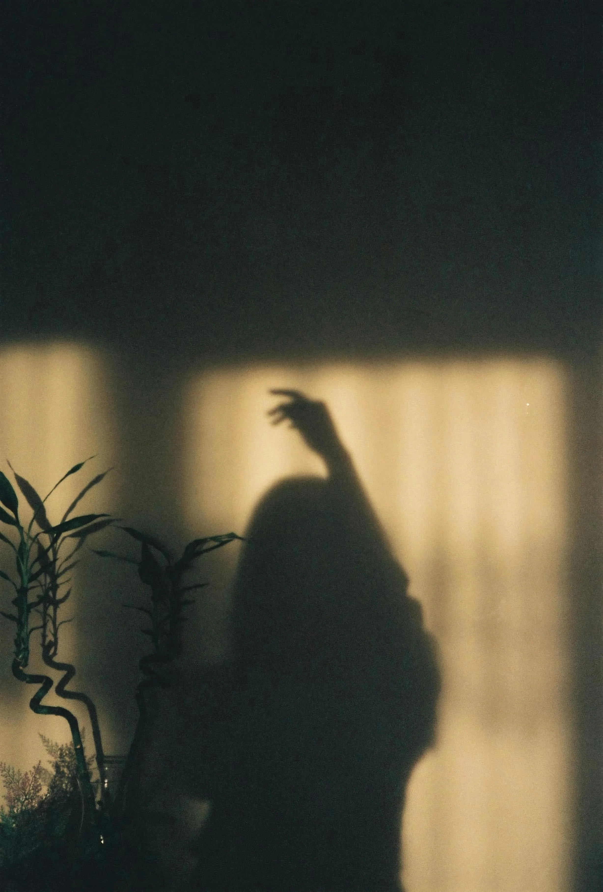The shadow of a person's hand reaching upward is cast onto a wall. There are houseplants and curly wire decorations visible at the bottom and left side of the image.