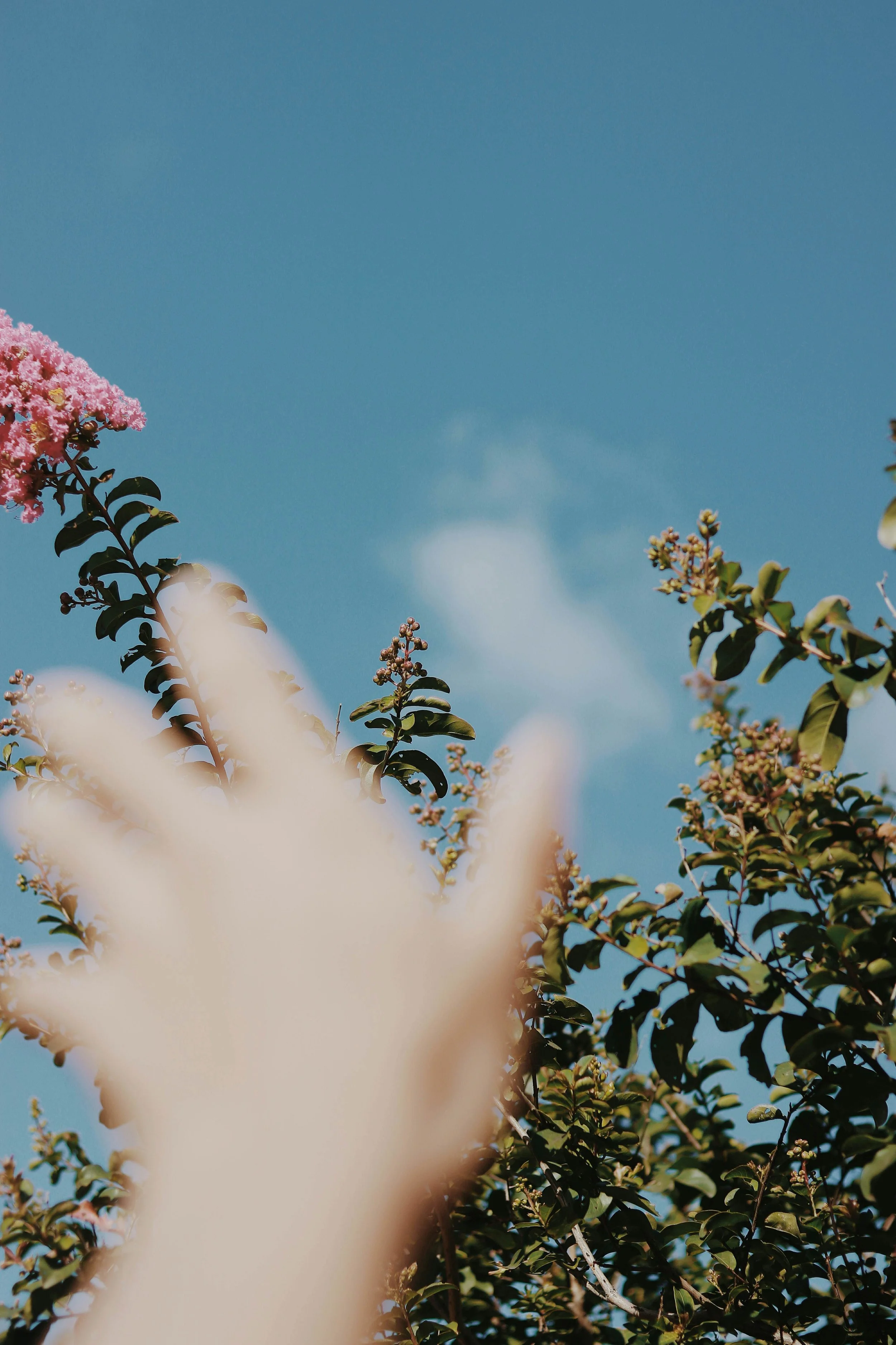 Blue sky with green leaves and pink flowers on branches. An out of focus hand reaches up toward them in the foreground.