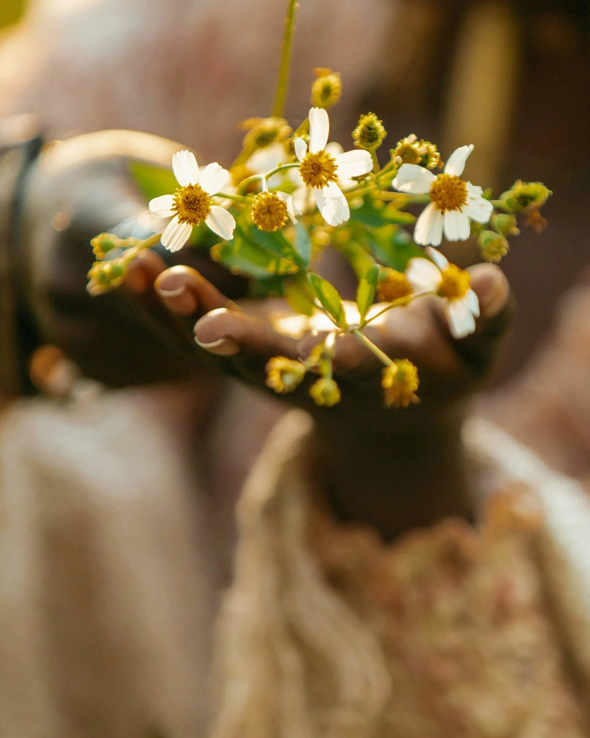 Close-up of small white flowers with yellow centers, held by a person's hand.