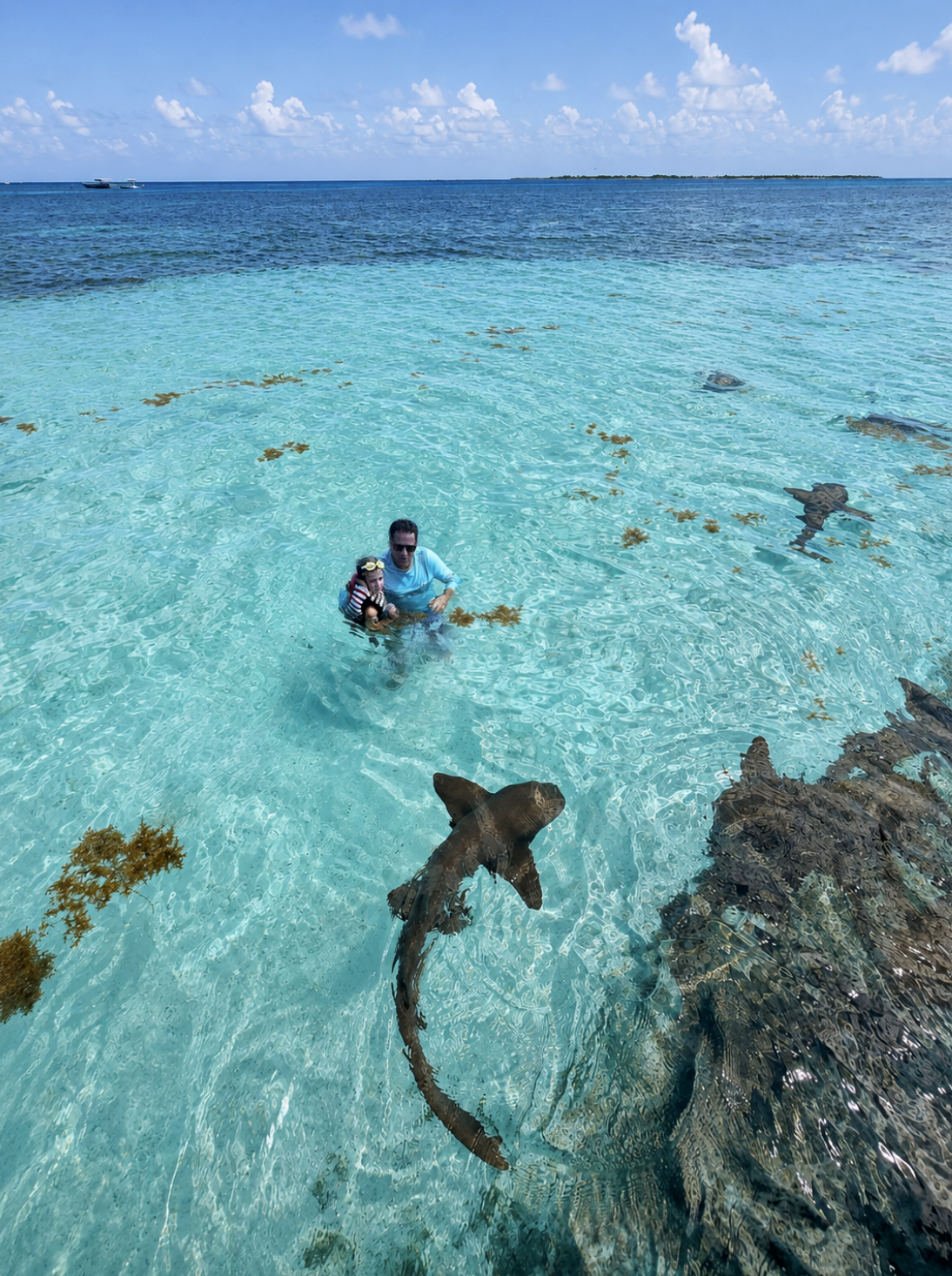 Swim with Sharks in Belize.png