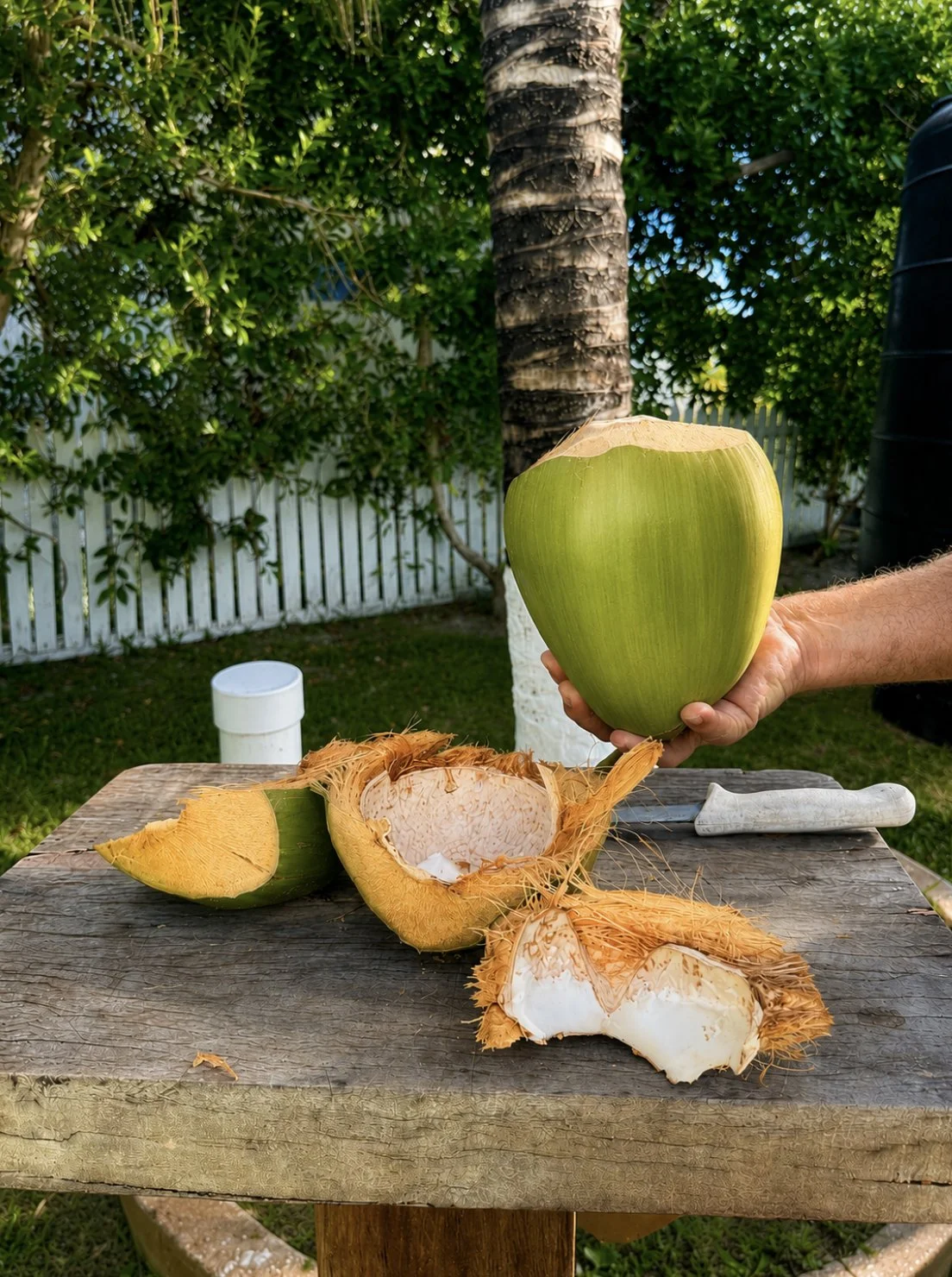 Fresh Coconut Water Casa Al Mar Belize.jpg