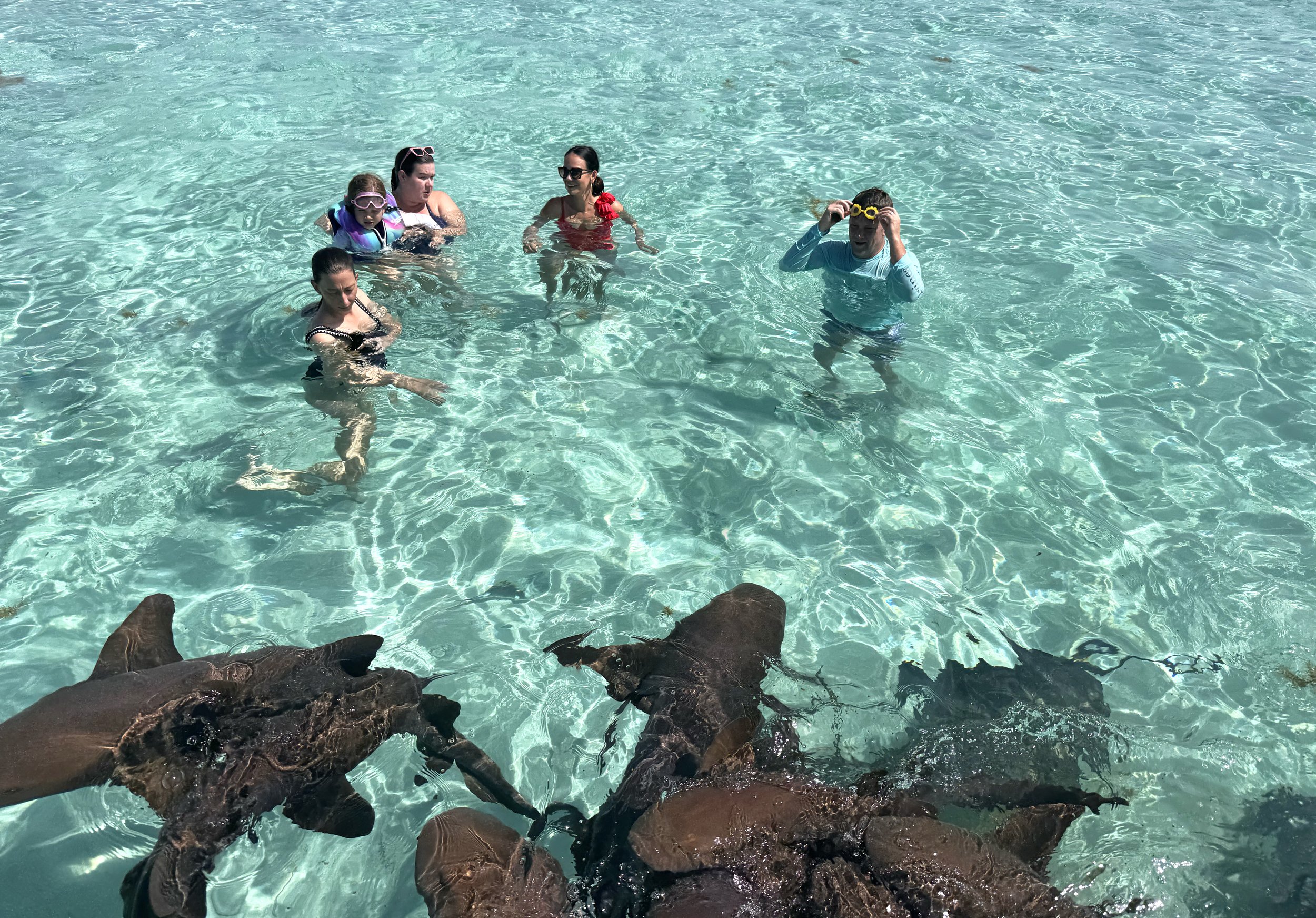 Guests hand-feeding nurse sharks at Shark Ray Alley Caye Caulker Belize guided tour from Casa Al Mar