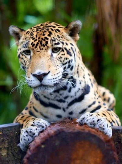 Belize Zoo and Xunantunich Maya Ruins