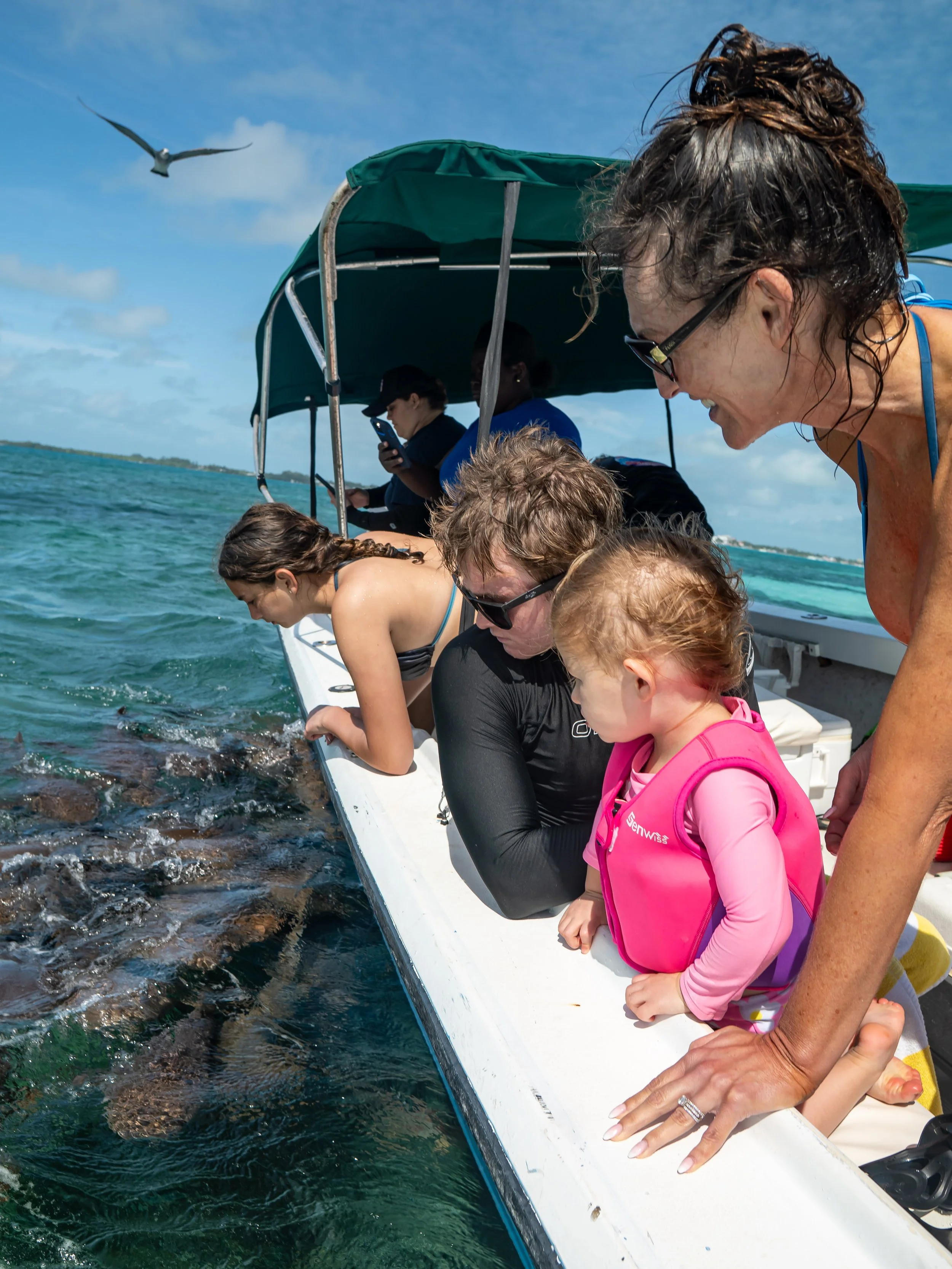 Guests hand-feeding nurse sharks at Shark Ray Alley Caye Caulker Belize guided tour from Casa Al Mar