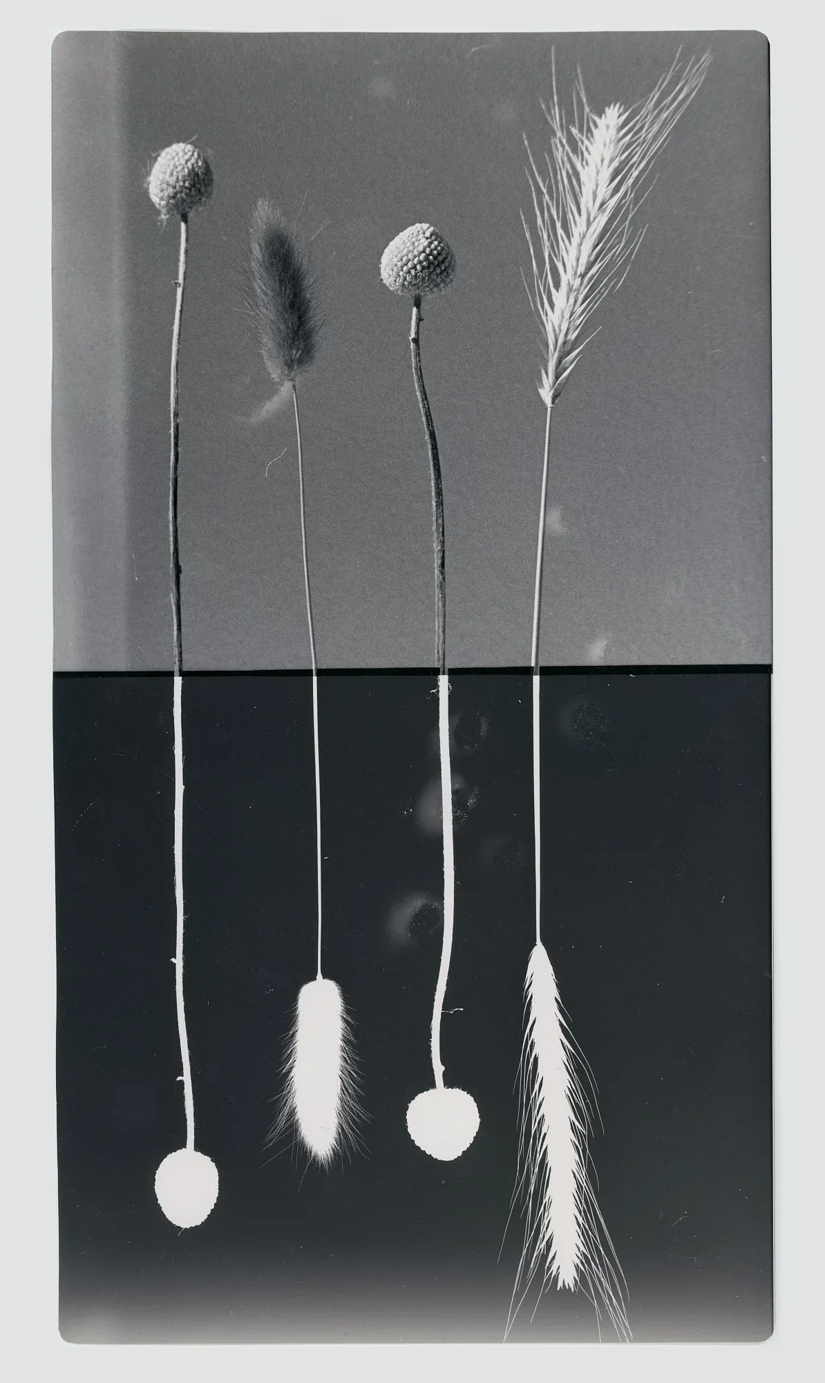 "PLANT 2", original artwork (1/1), gelatin silver print, 2024, 2000 DKK