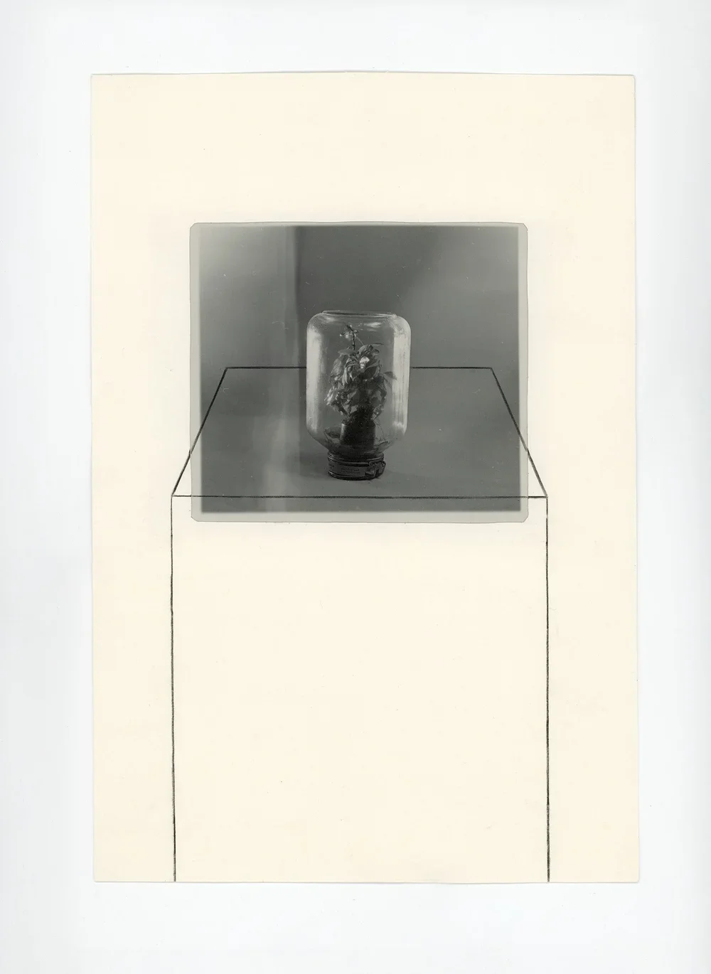 "PLANTS 1", 41x28 cm, original artwork (1/1), mixed media, carton & gelatin silver print, 2022, 5000 DKK
