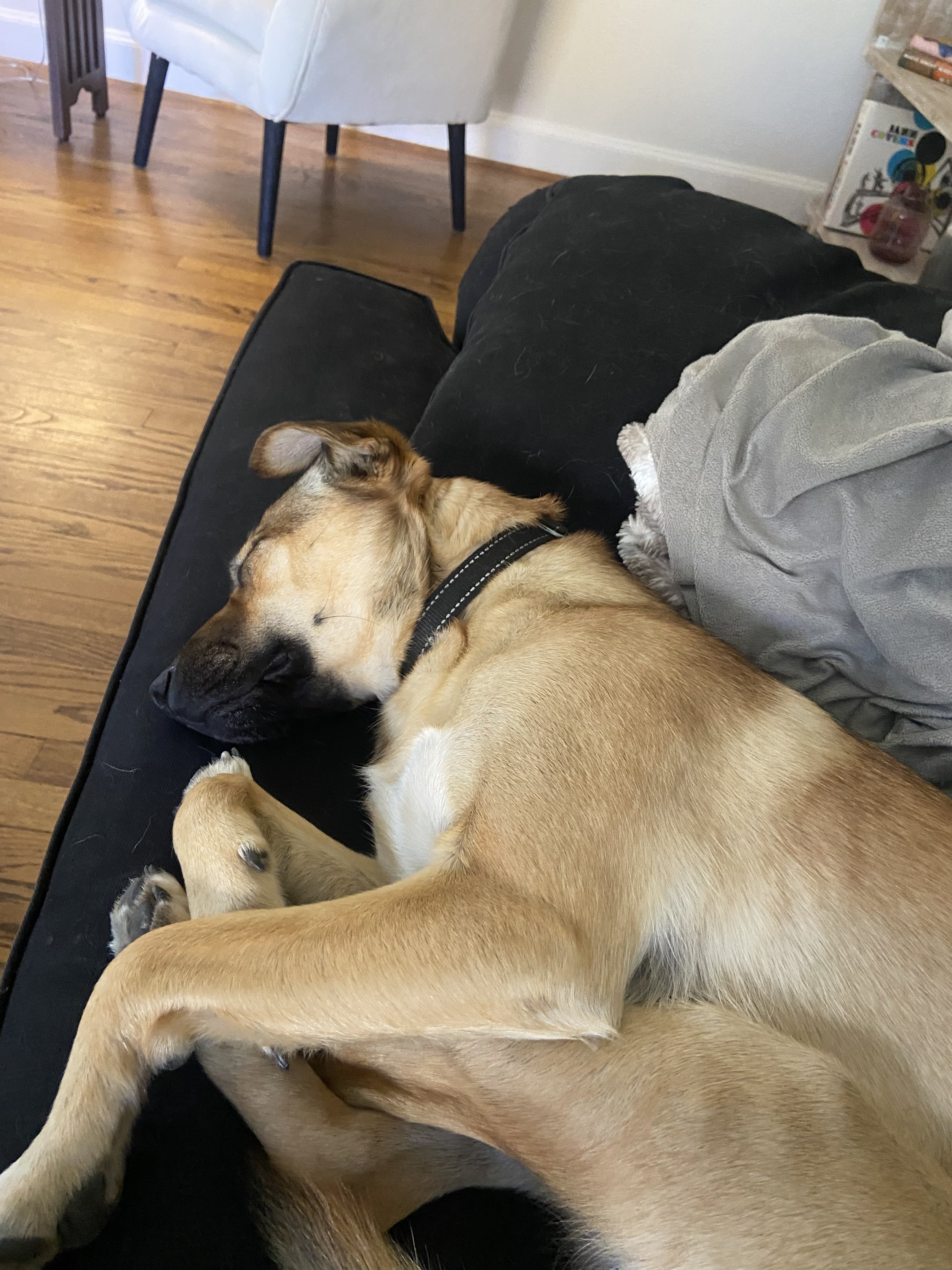 Puppy taking a nap after a long afternoon of fetch and chasing his brother around the yard.