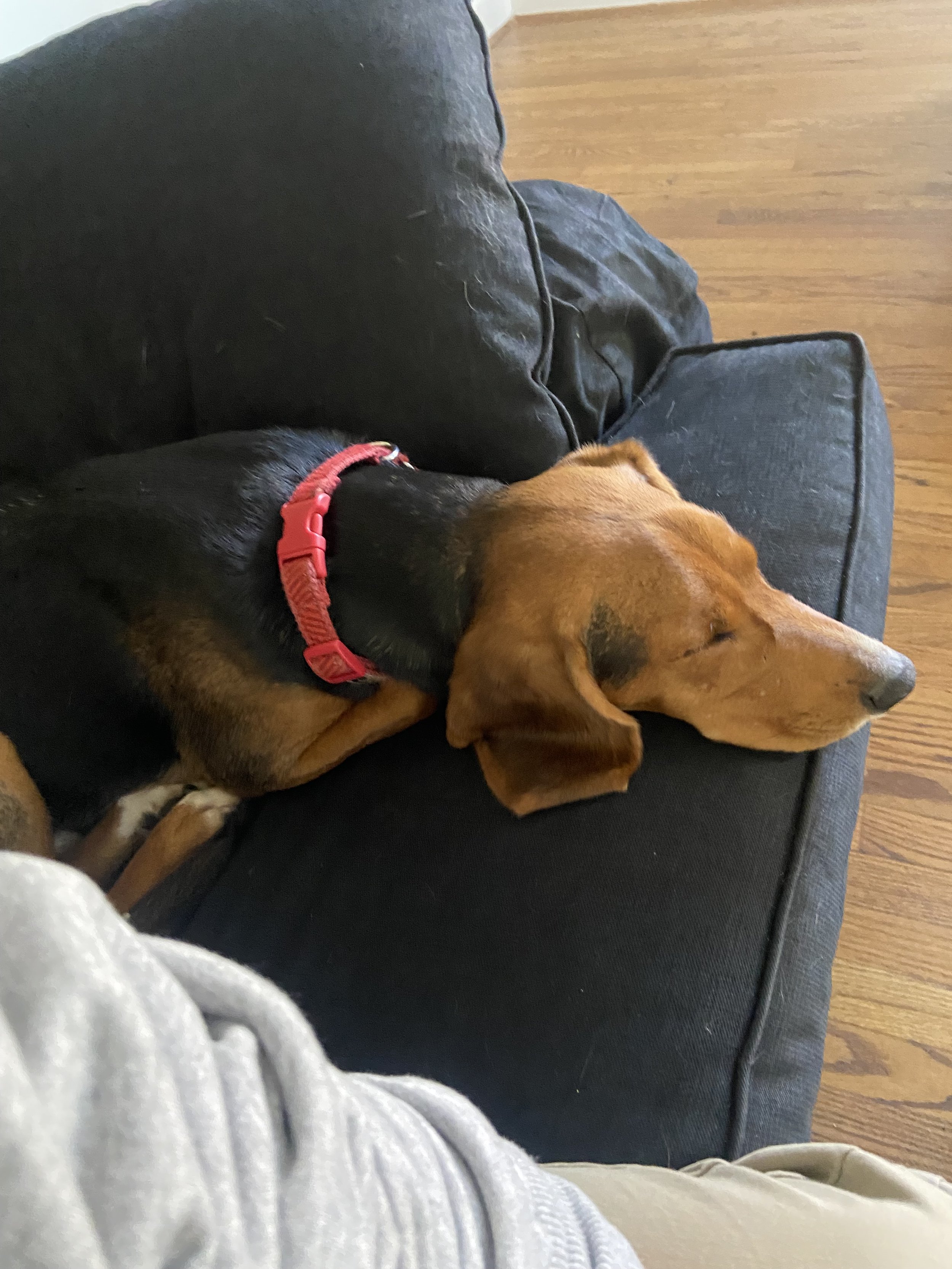 Puppy taking a nap after a long afternoon of fetch and being chased by his brother.
