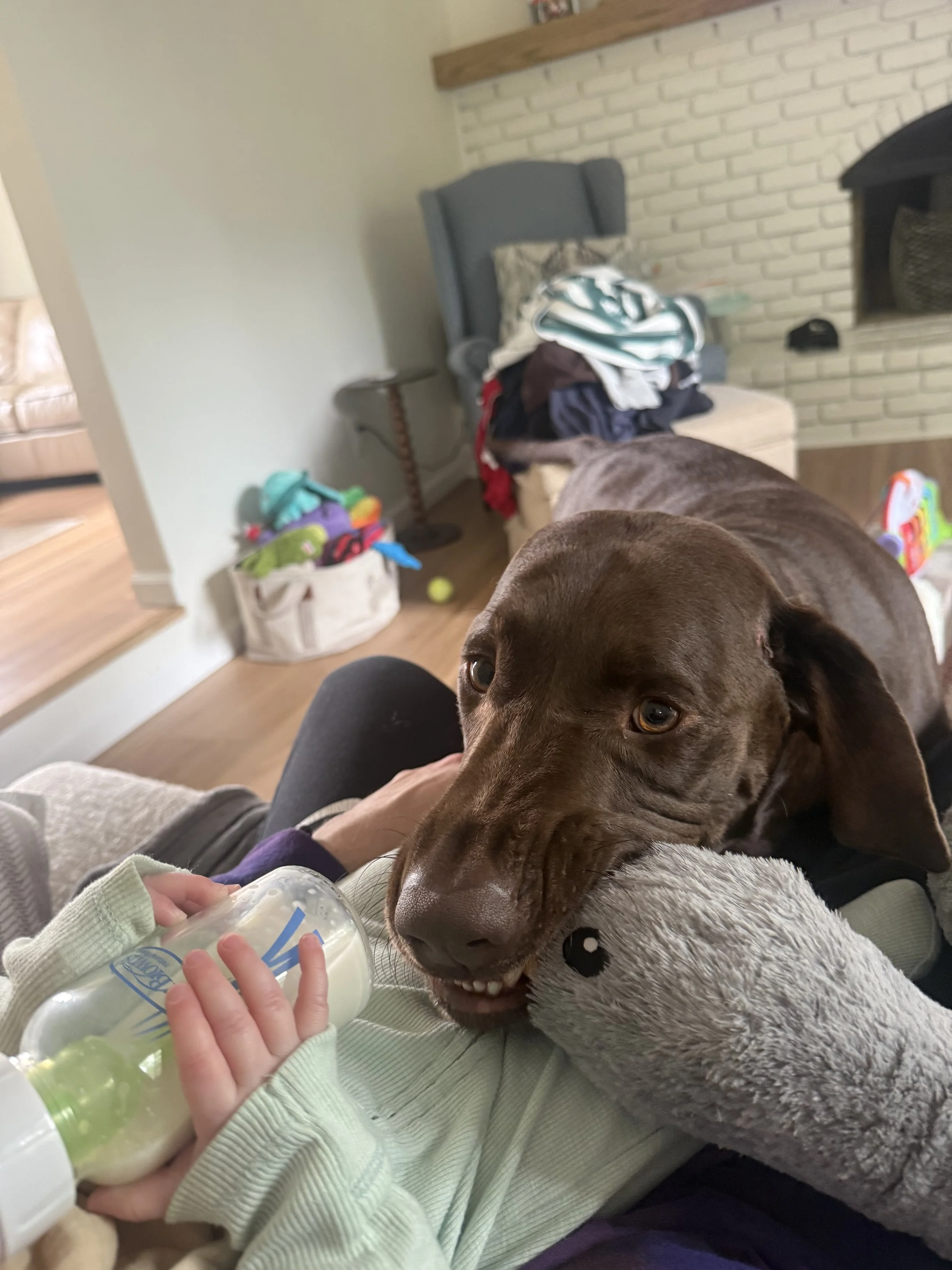 Chocolate lab gently playing tug of war while the baby has his bottle.