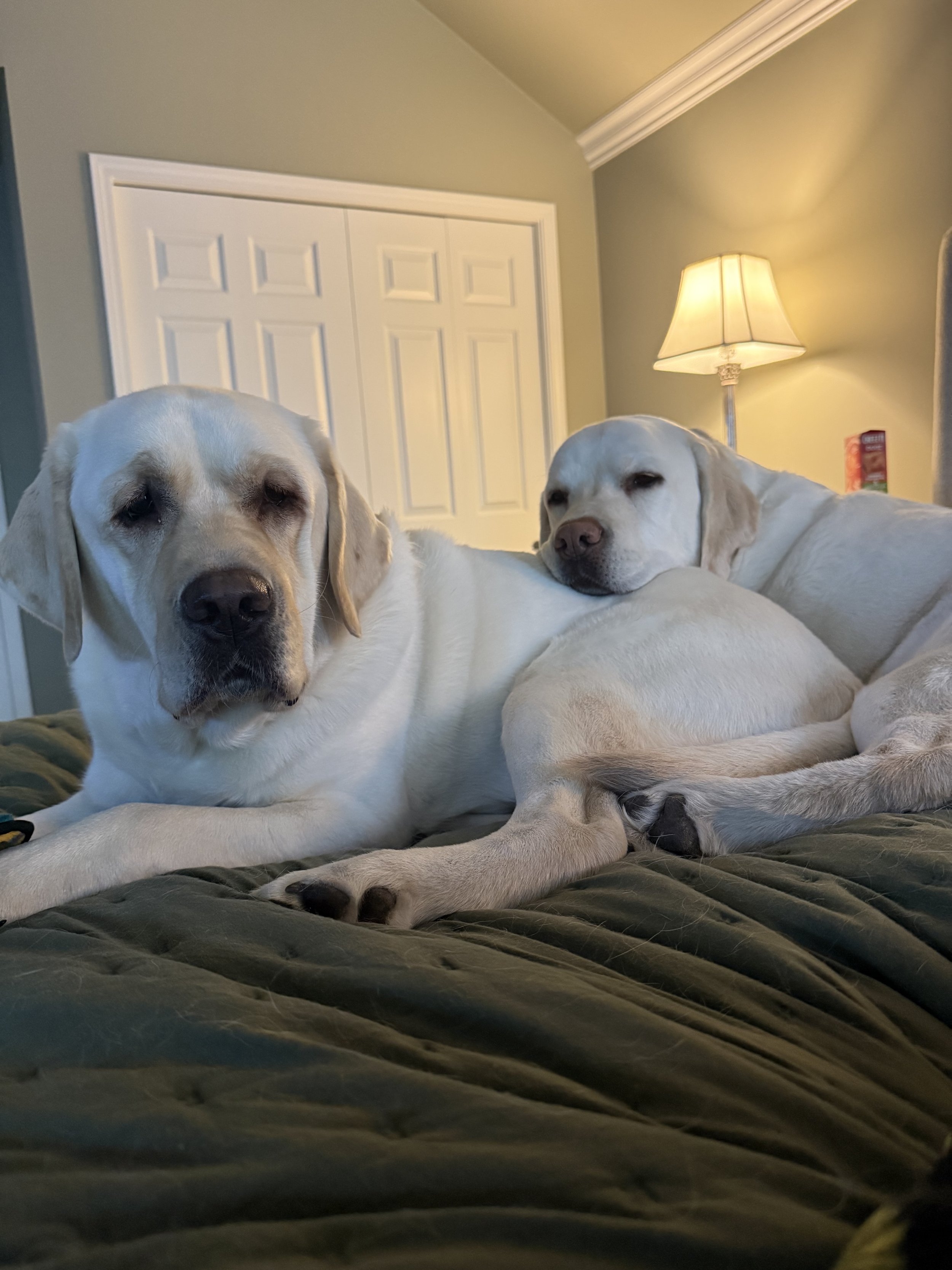Two big labrador brothers snuggling on their bed together.