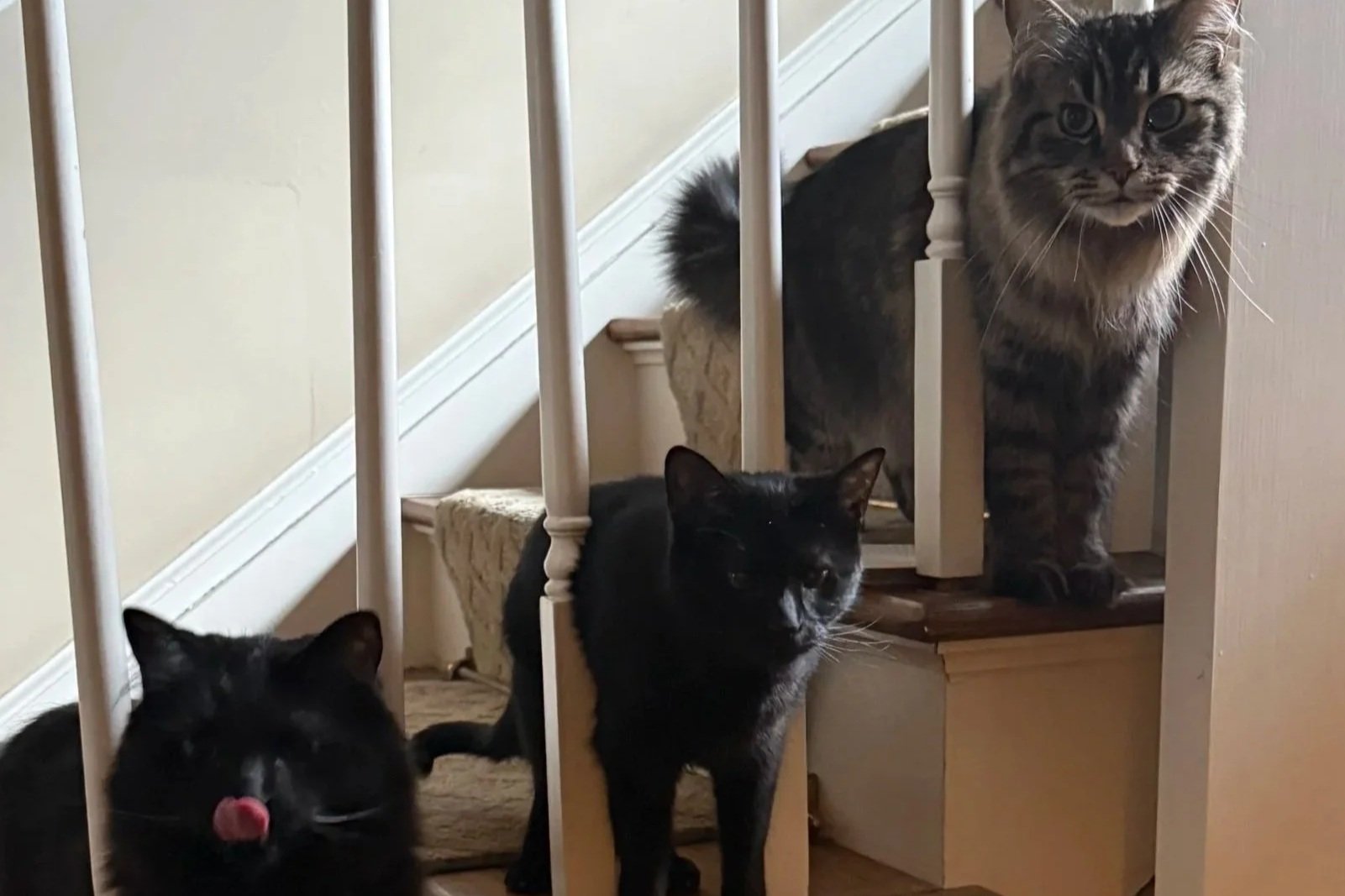 Three kitties lining up for their mid-afternoon snack, in a spot the dogs can't reach them.