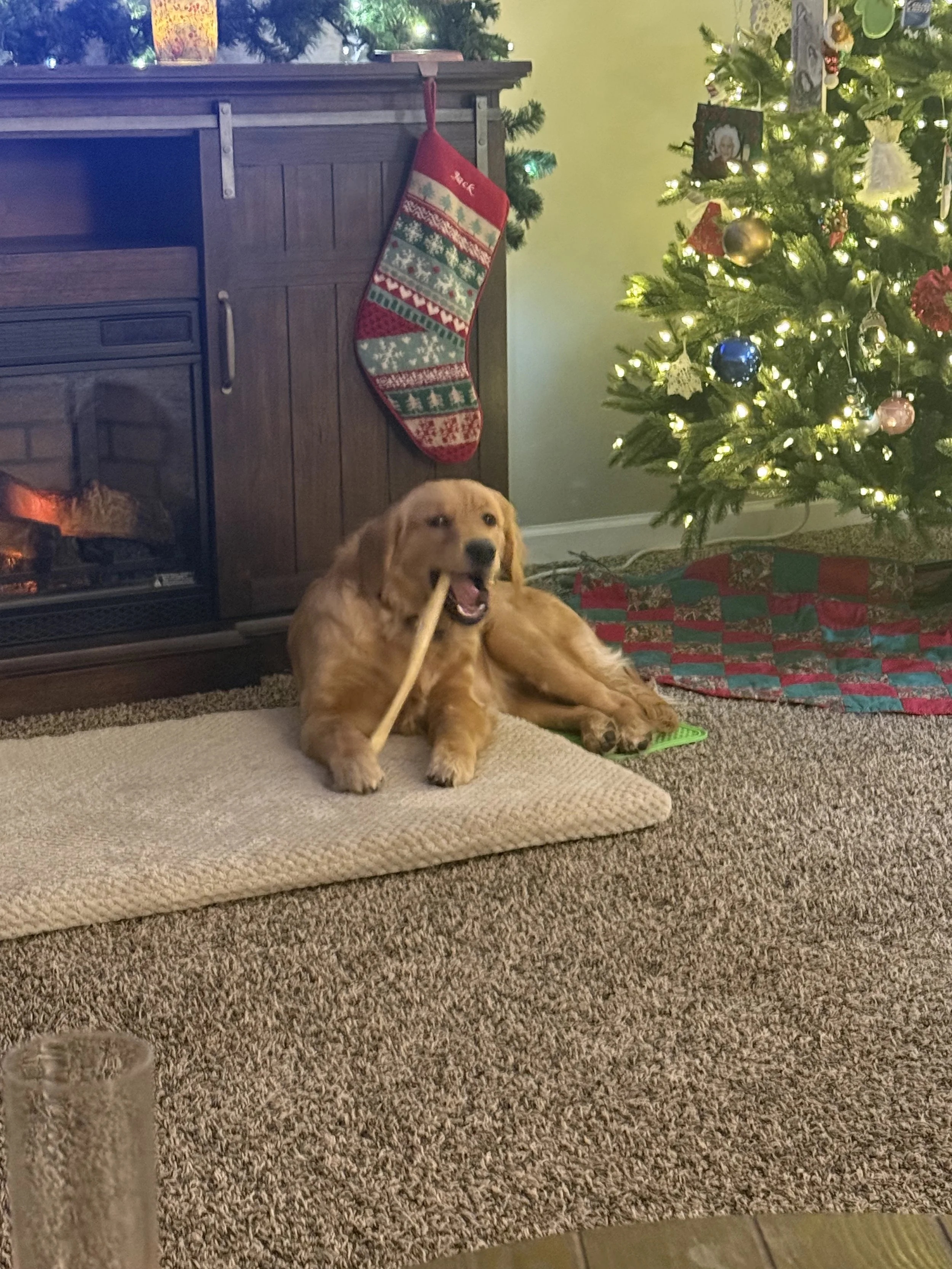 Golden Retriever puppy enjoying the bone she got for Christmas.