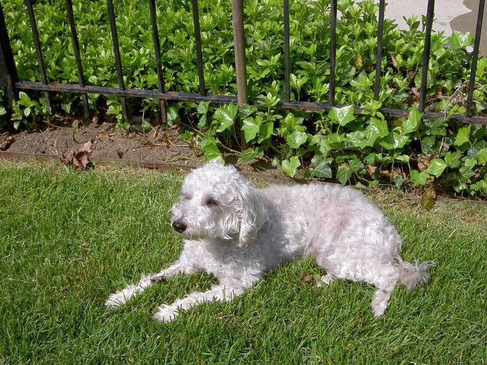 My old childhood dog Snickers out in the backyard sunbathing.